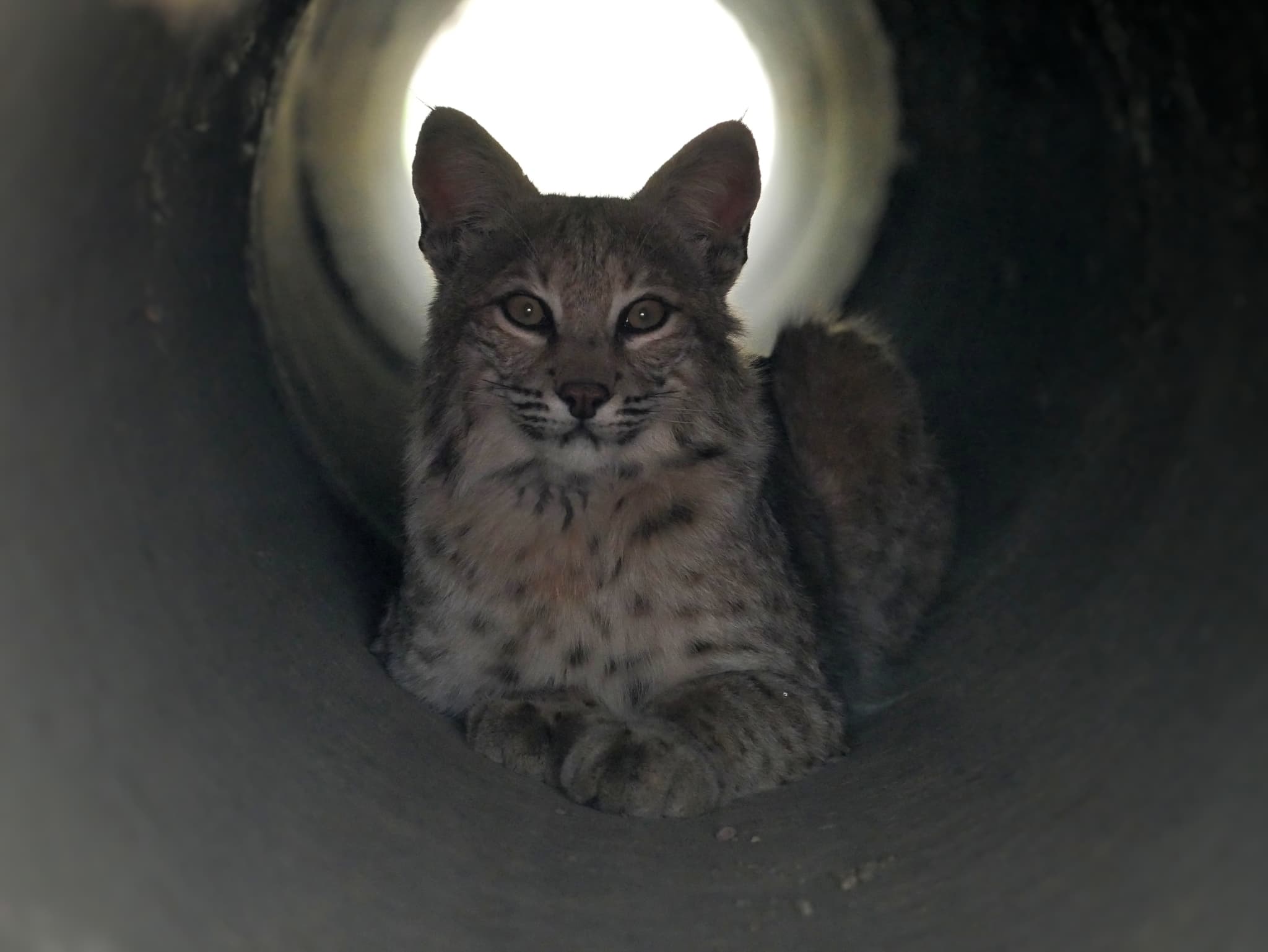 Eurasian Lynx — photograph 2