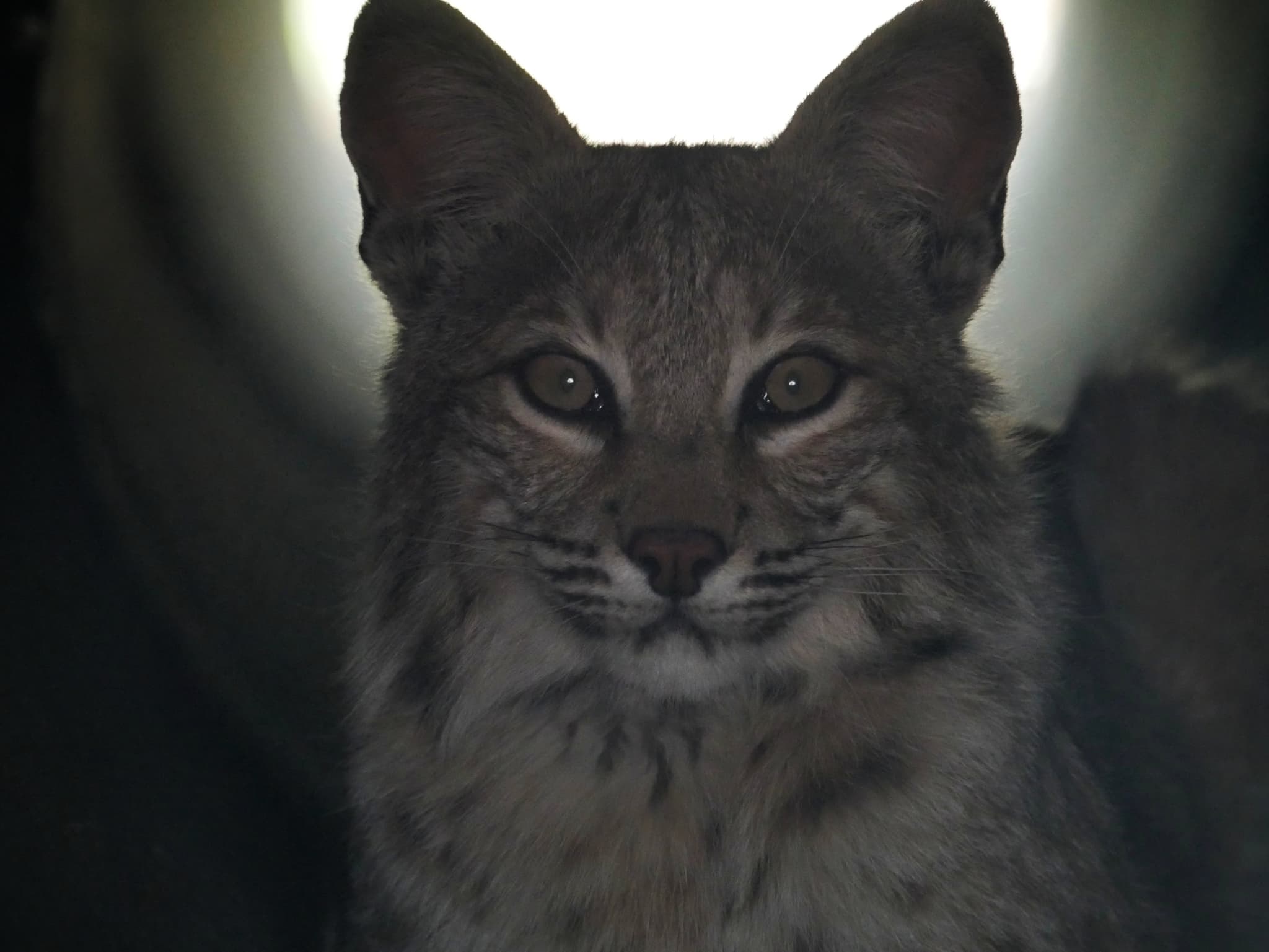 Eurasian Lynx — photograph 3