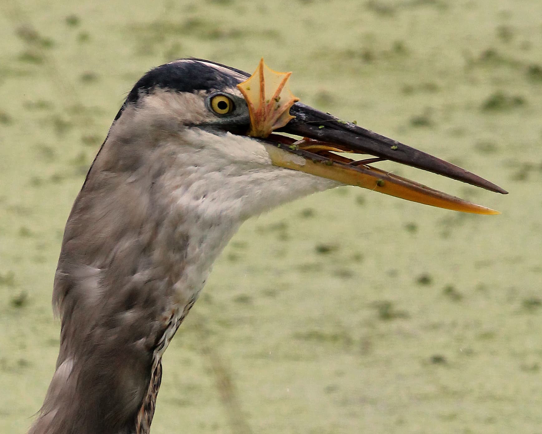 Great Blue Heron — photograph 3