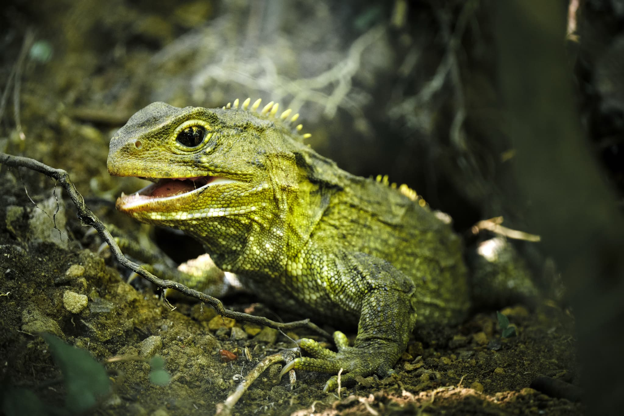 Tuatara — photograph 2