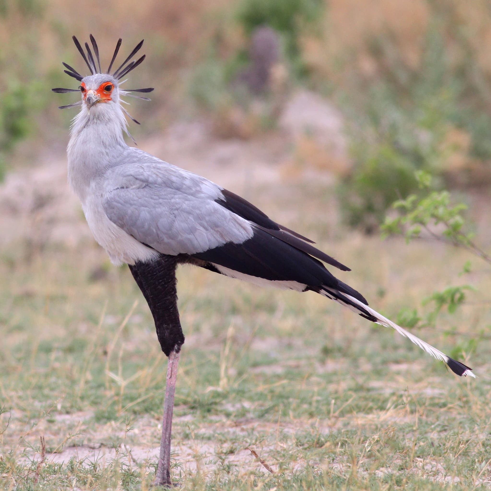 Secretarybird photo