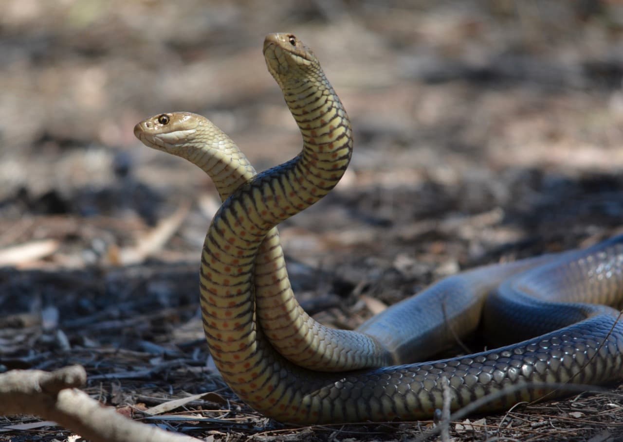 Eastern Brown Snake — photograph 2