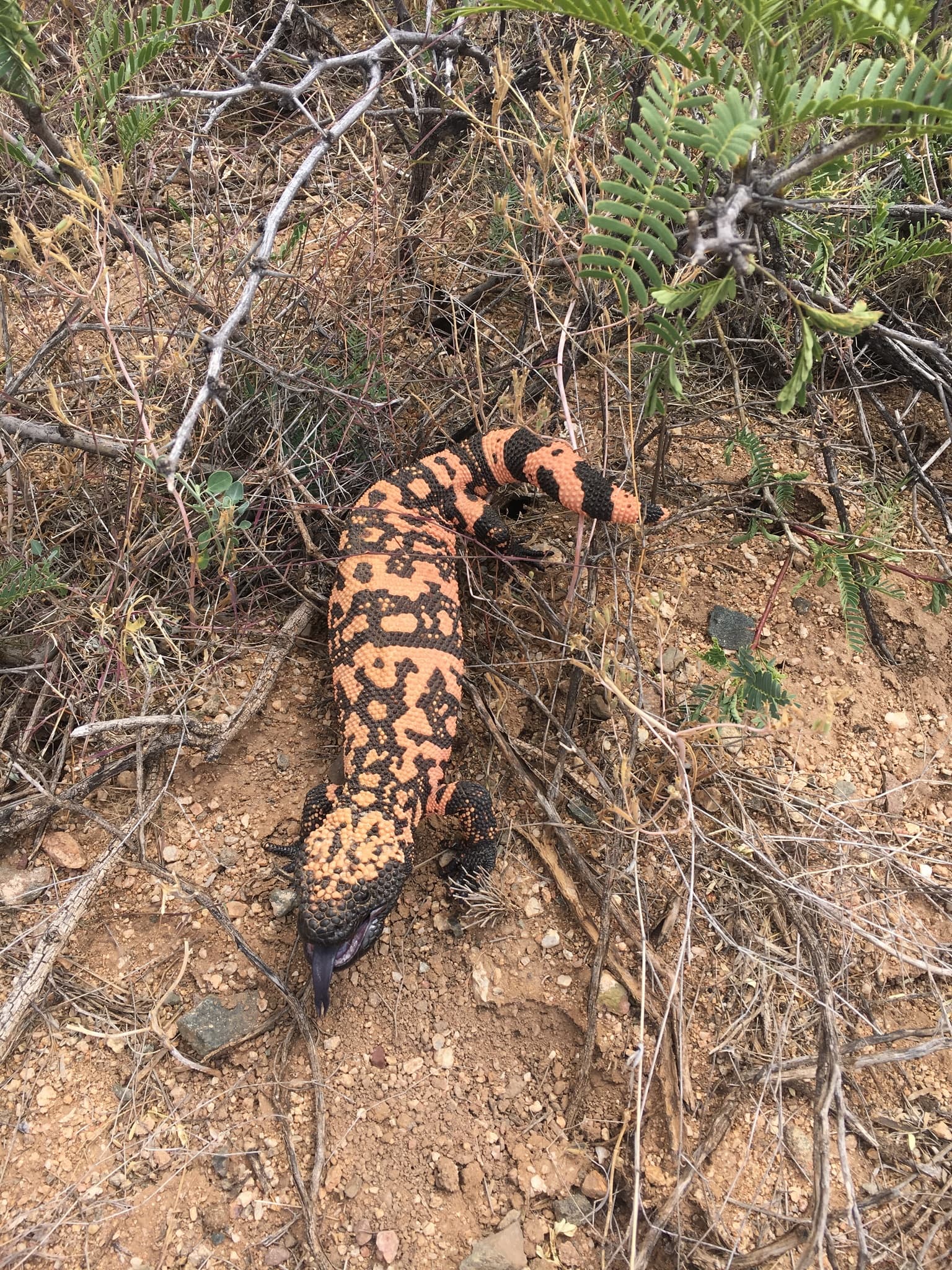 Gila Monster photo