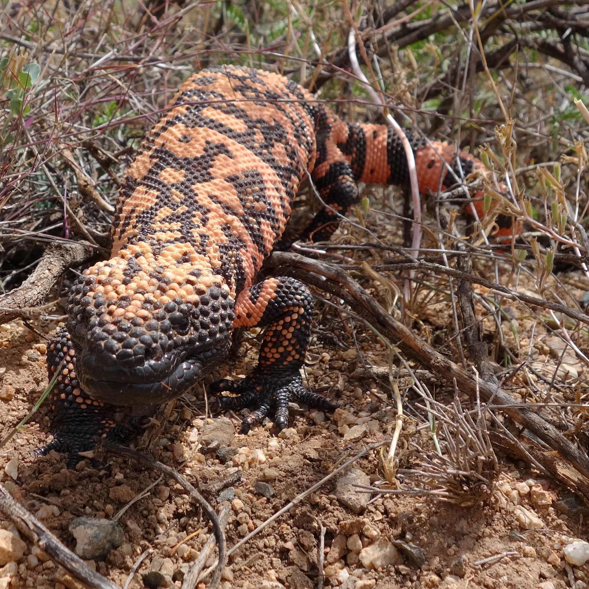 Gila Monster — photograph 2