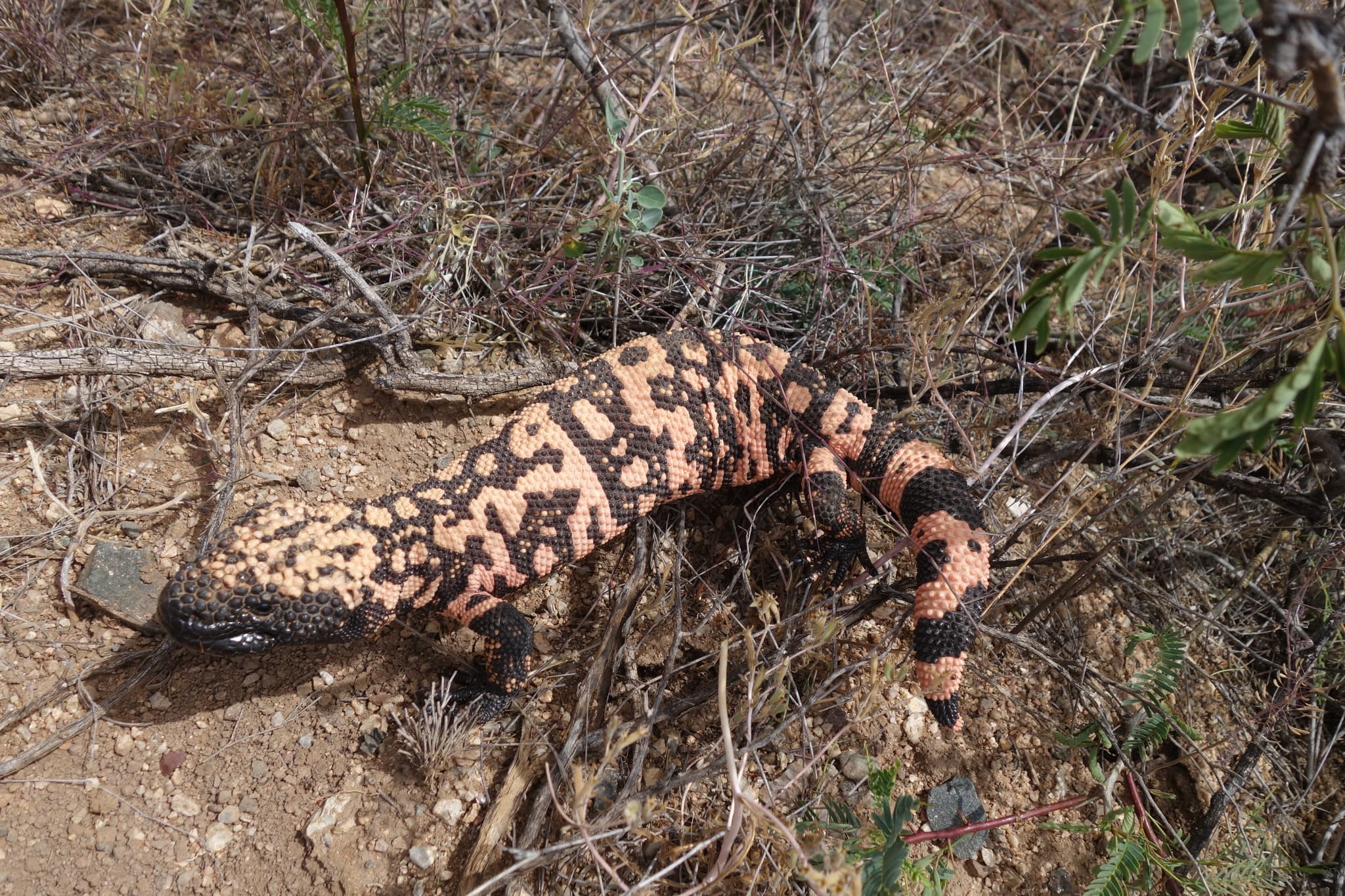 Gila Monster — photograph 3