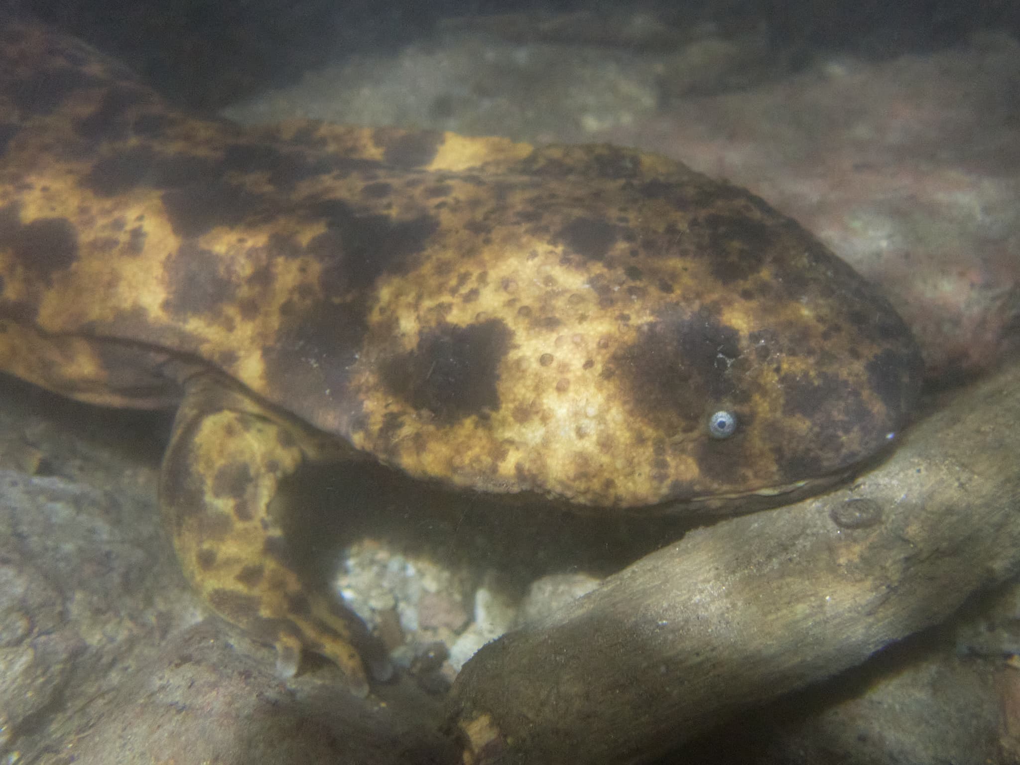 Japanese Giant Salamander photo