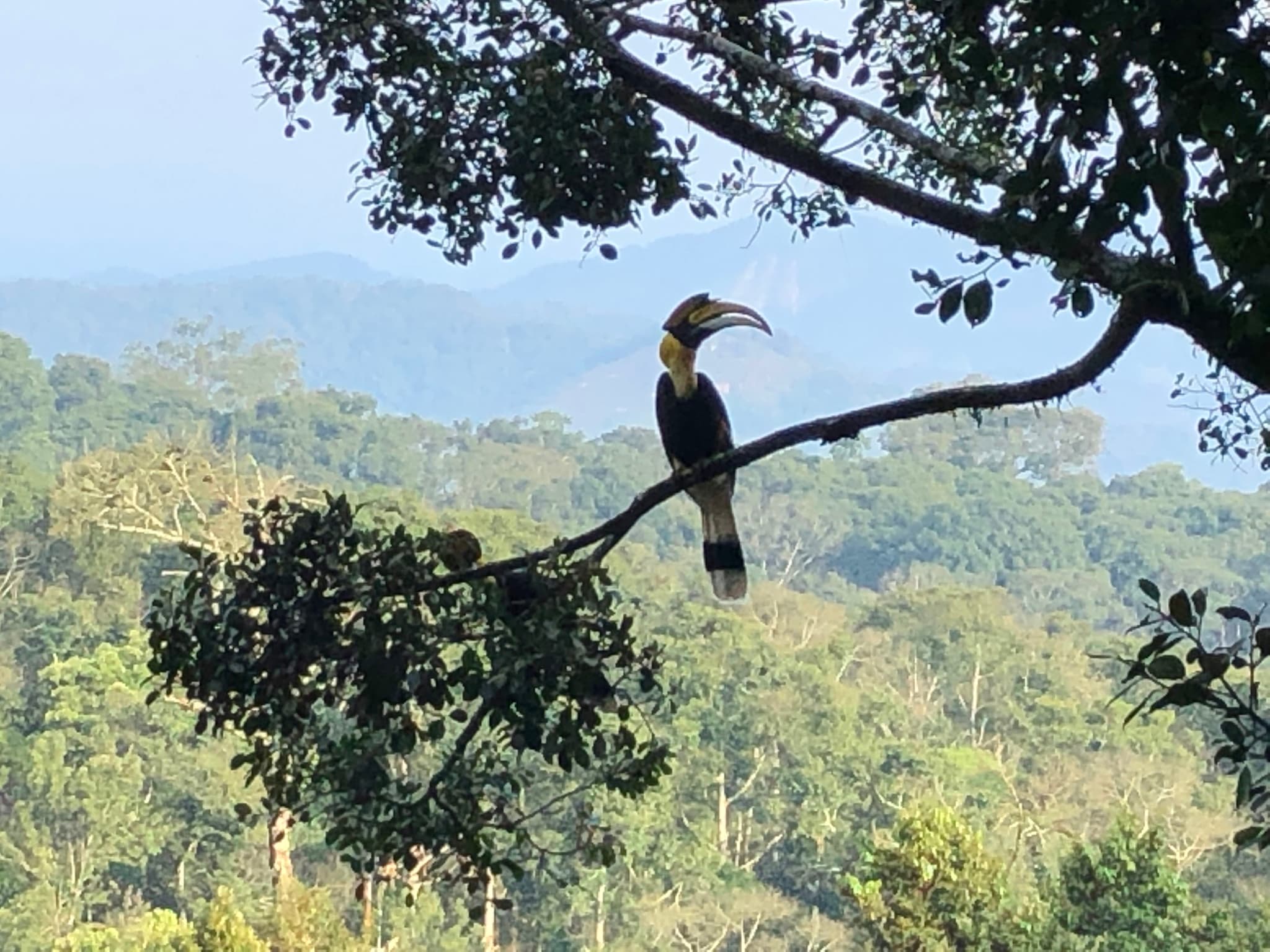 Great Hornbill — photograph 2