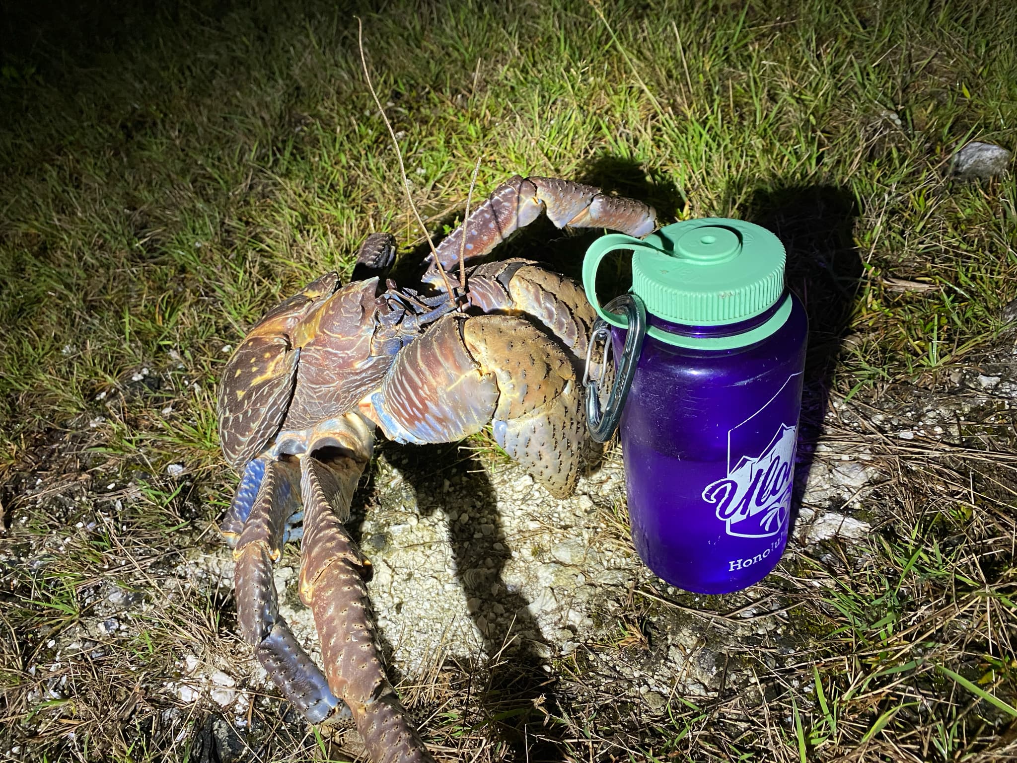 Coconut Crab — photograph 2