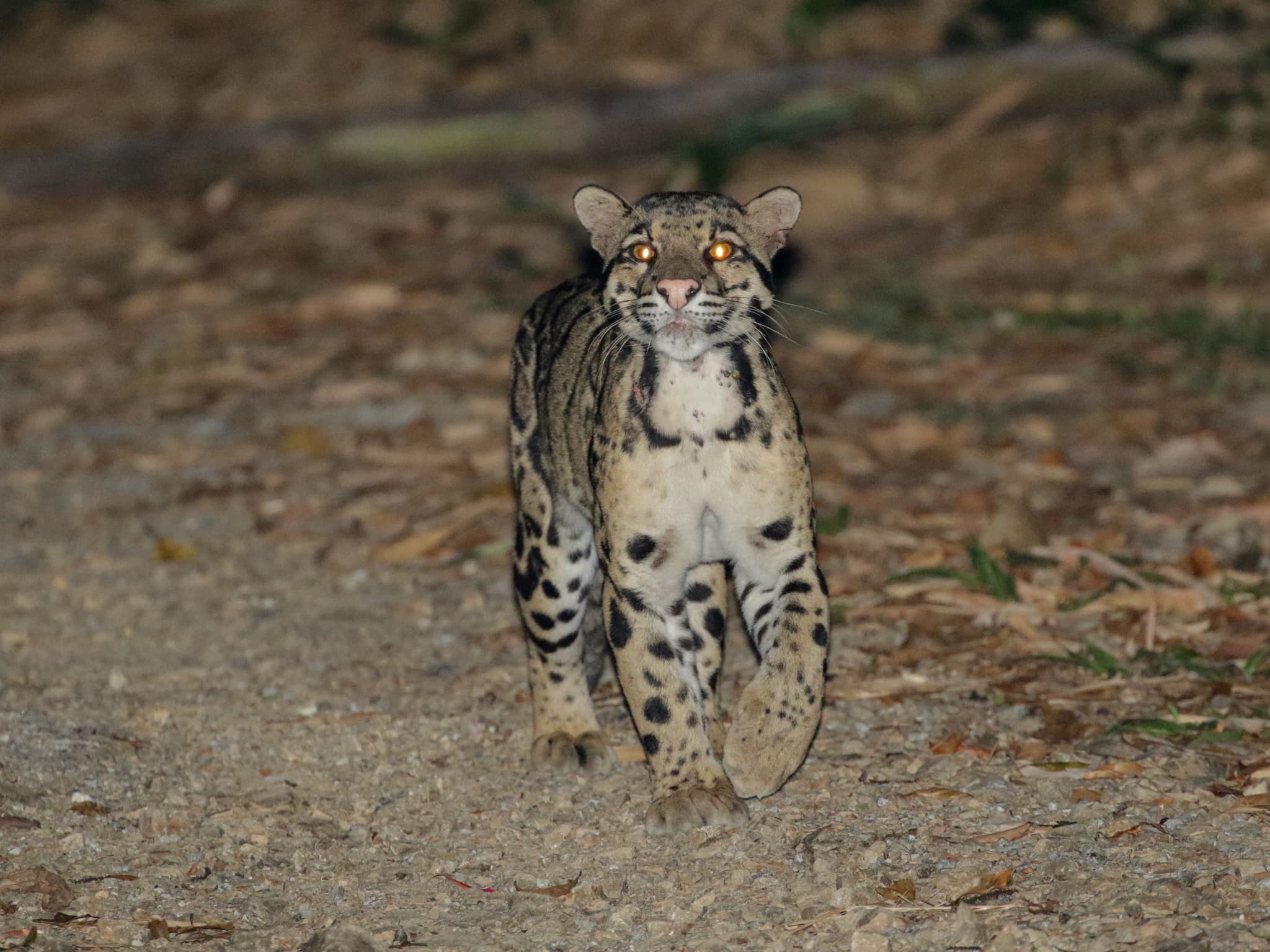 Mainland Clouded Leopard — photograph 2