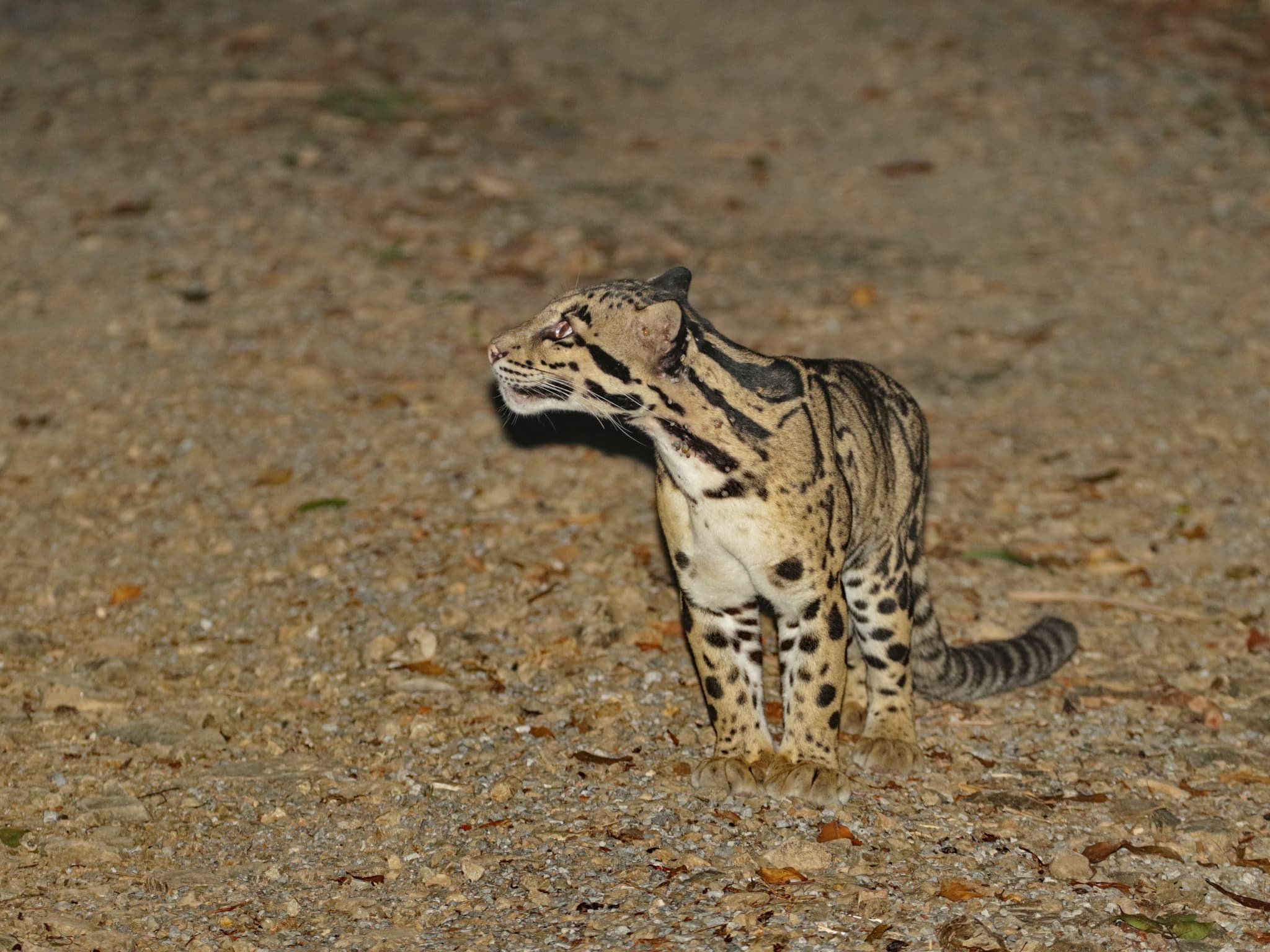 Mainland Clouded Leopard — photograph 3