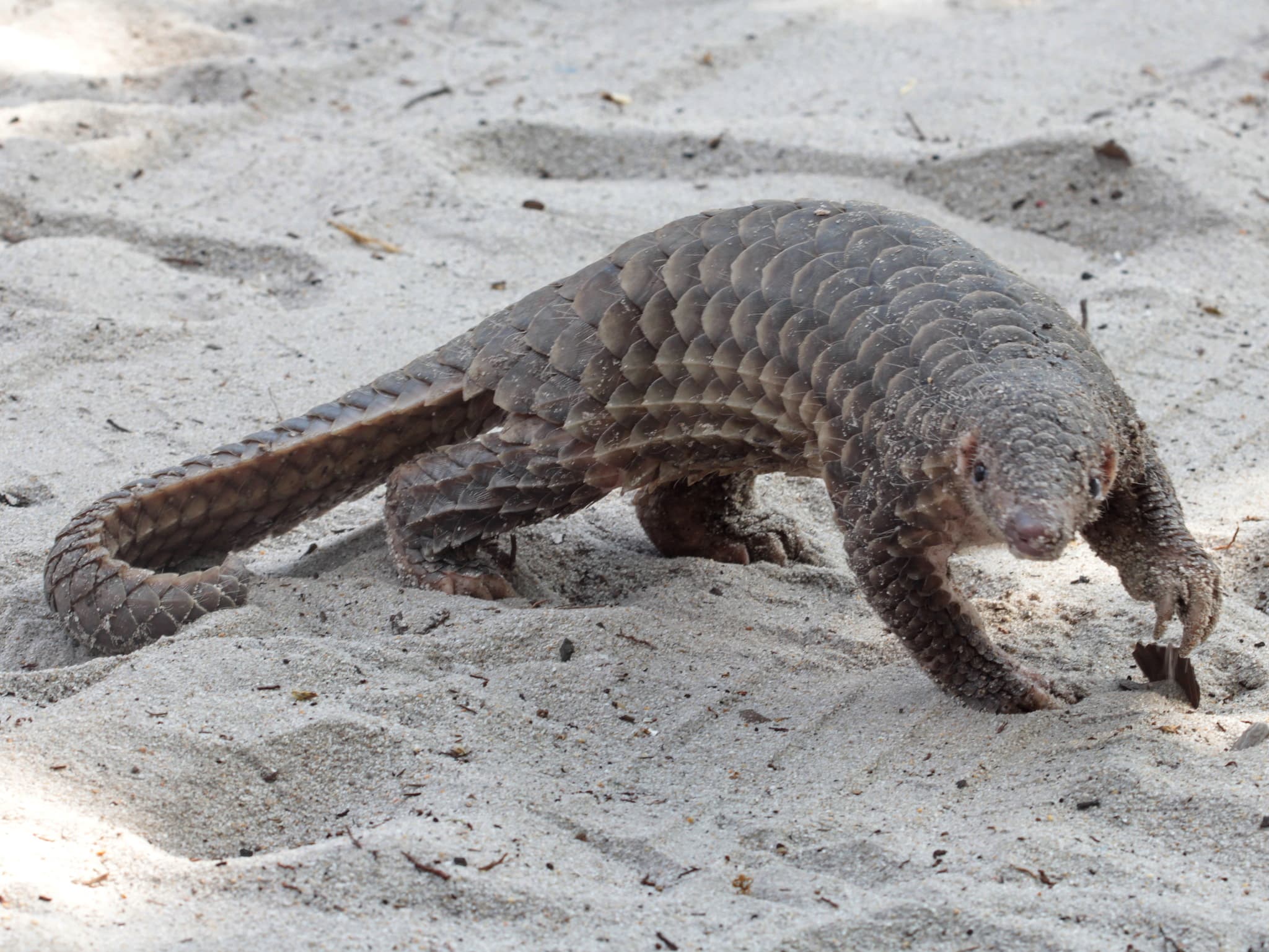 Sunda Pangolin — photograph 2