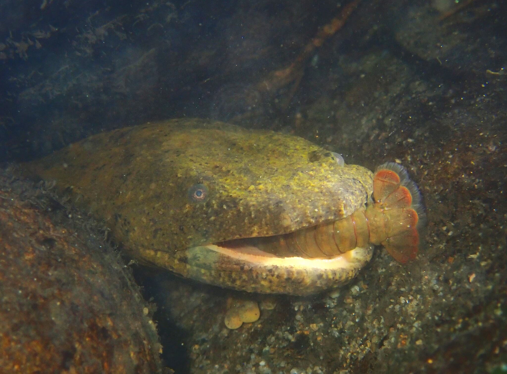 Hellbender — photograph 2