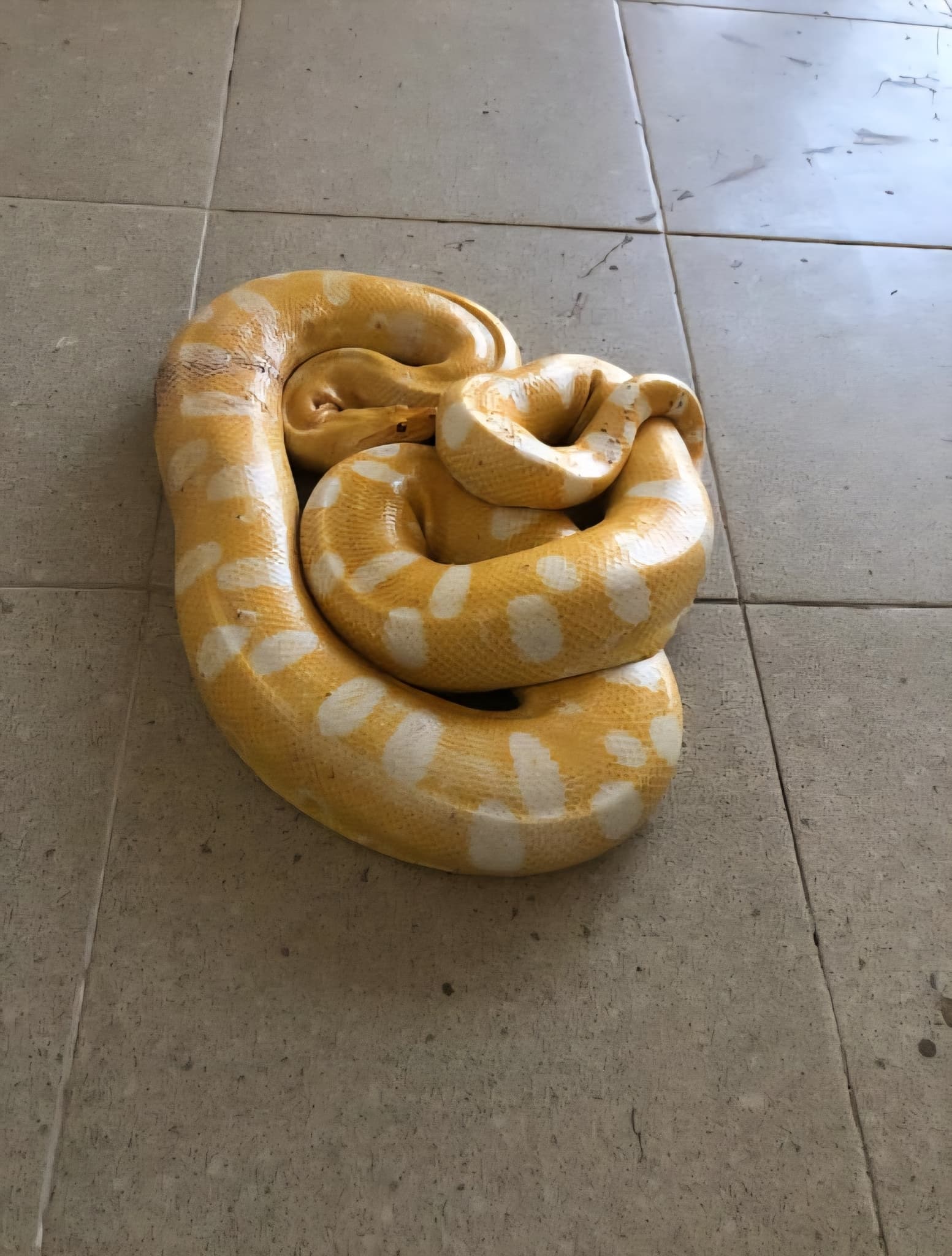Green Anaconda — photograph 2