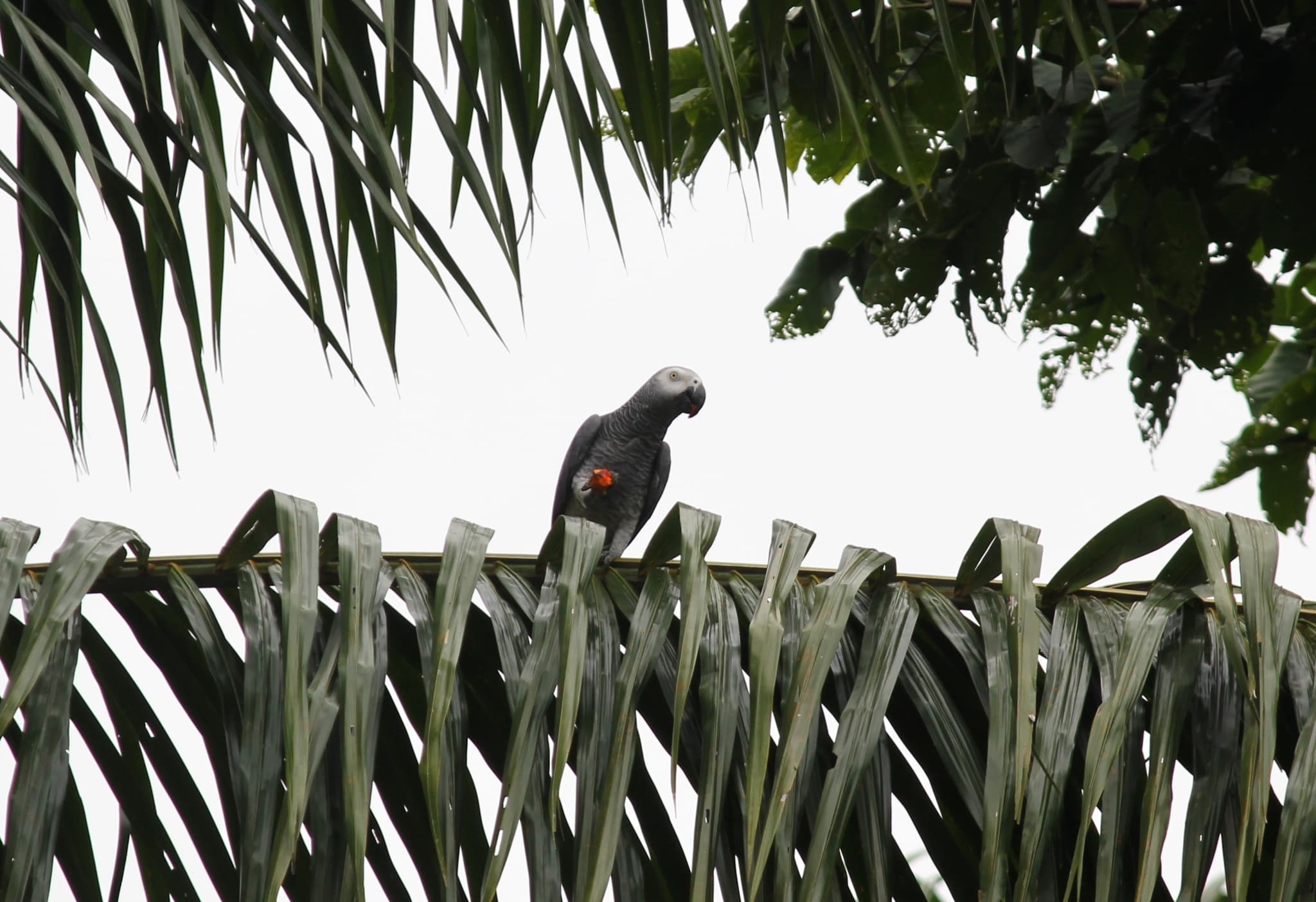 African Grey Parrot — photograph 2