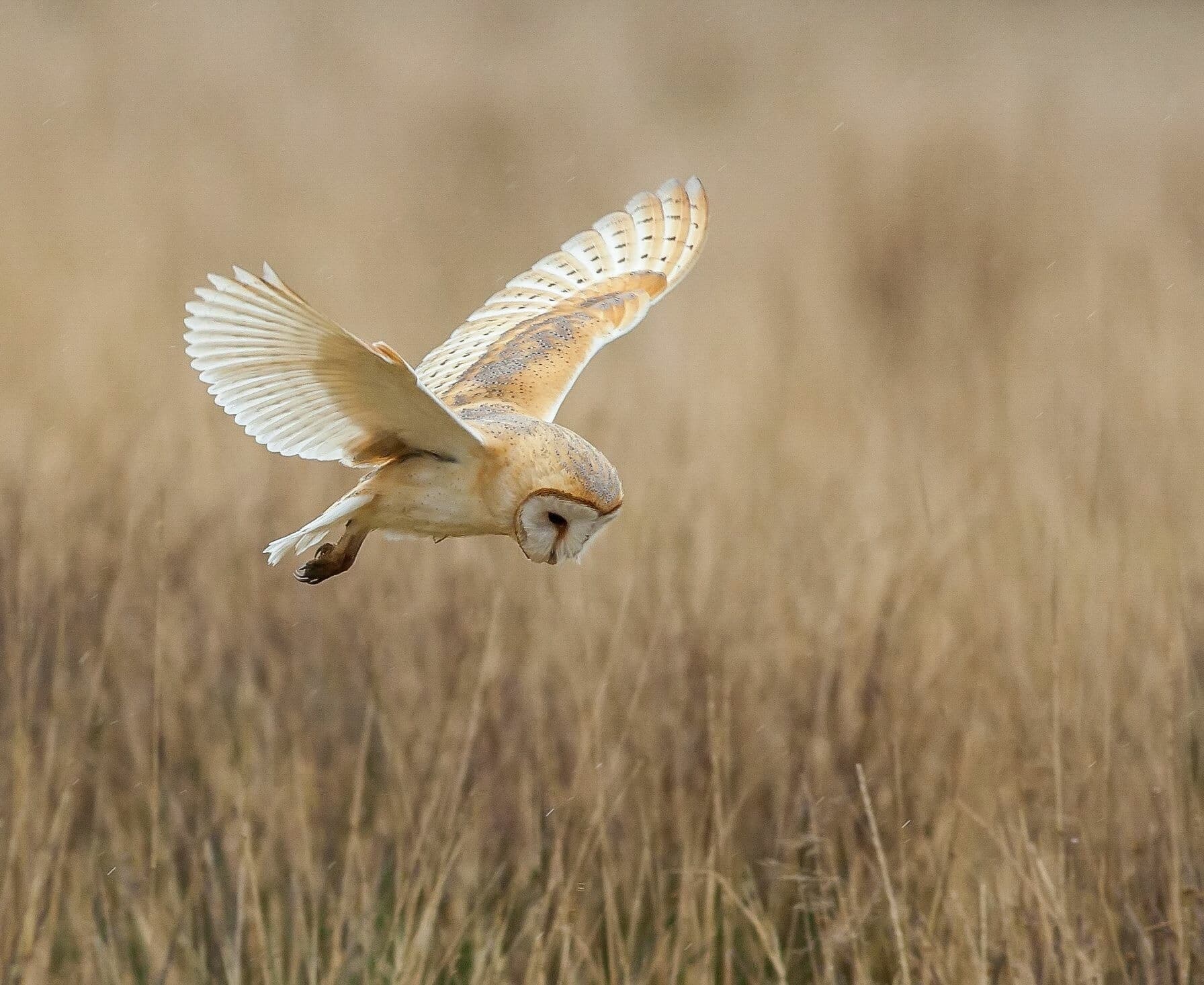 Barn Owl — photograph 2