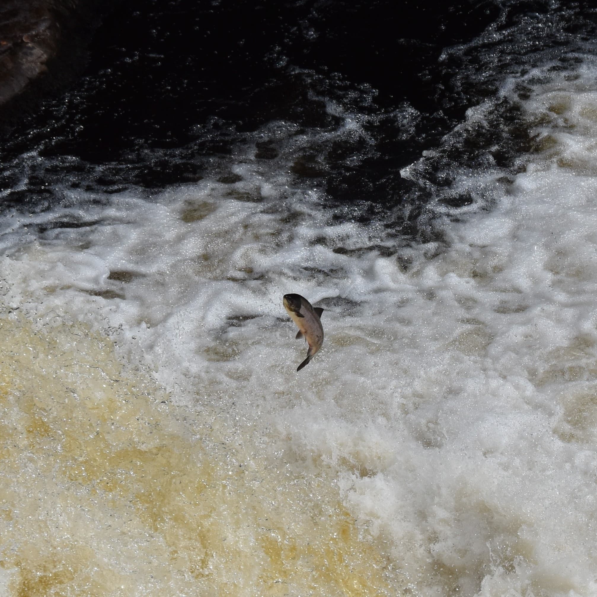 Atlantic Salmon — photograph 3
