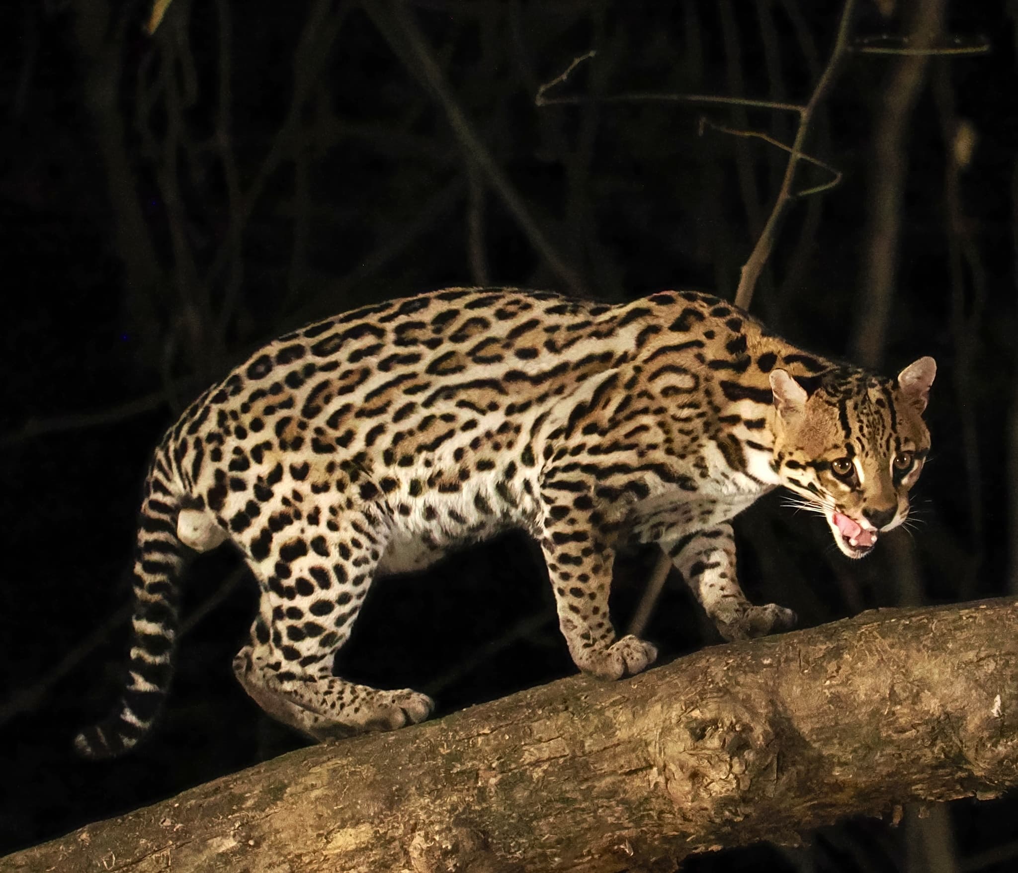 Ocelot — photograph 2