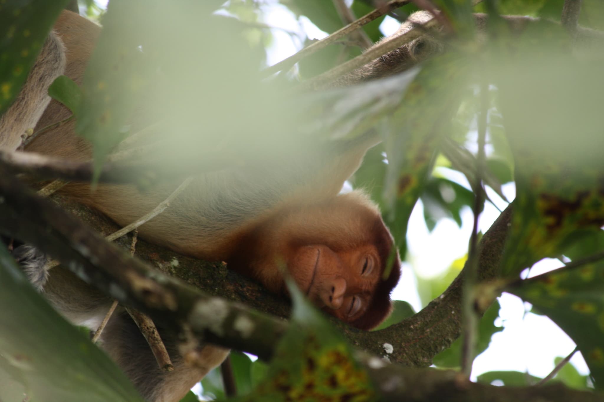 Proboscis Monkey — photograph 2