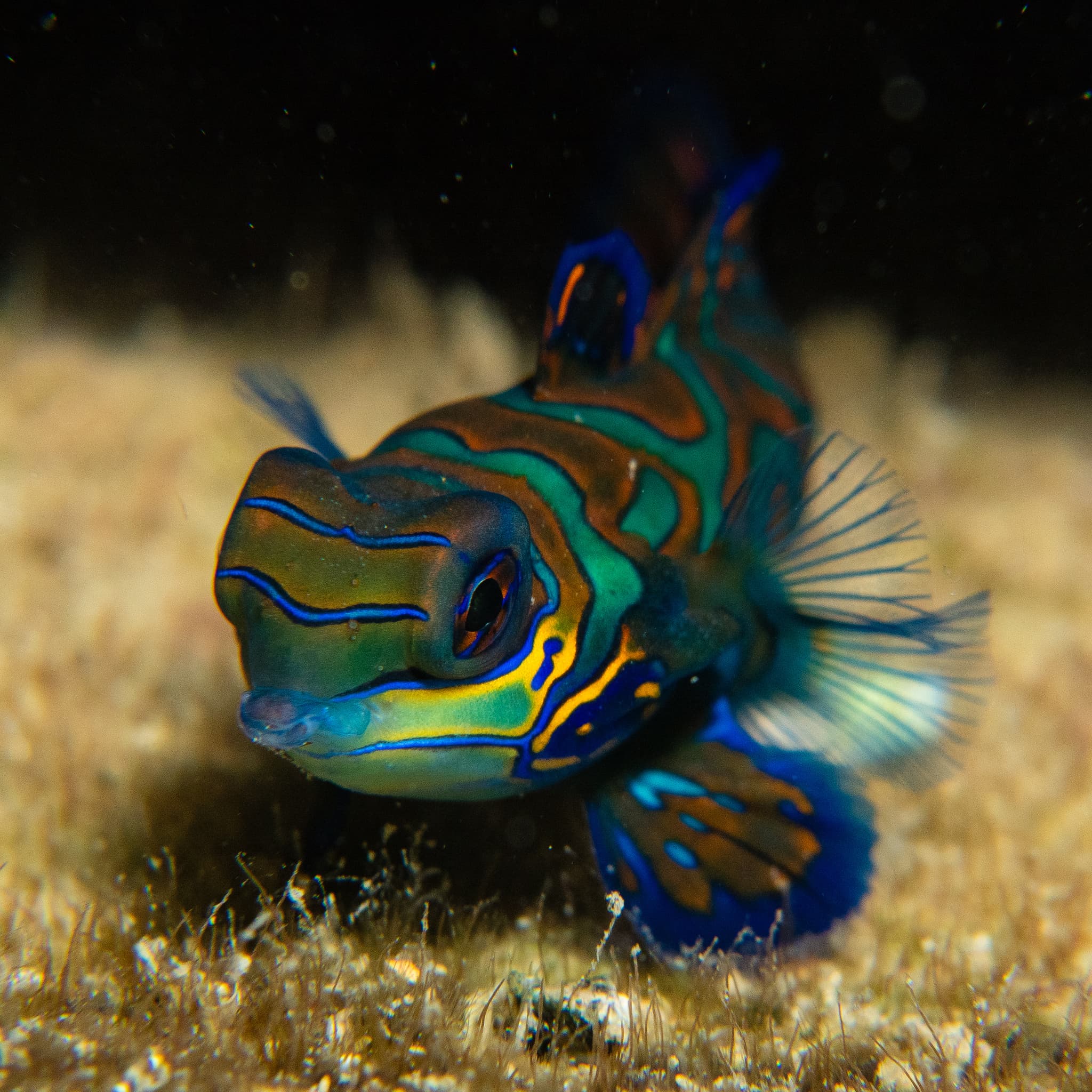 Mandarinfish — photograph 2