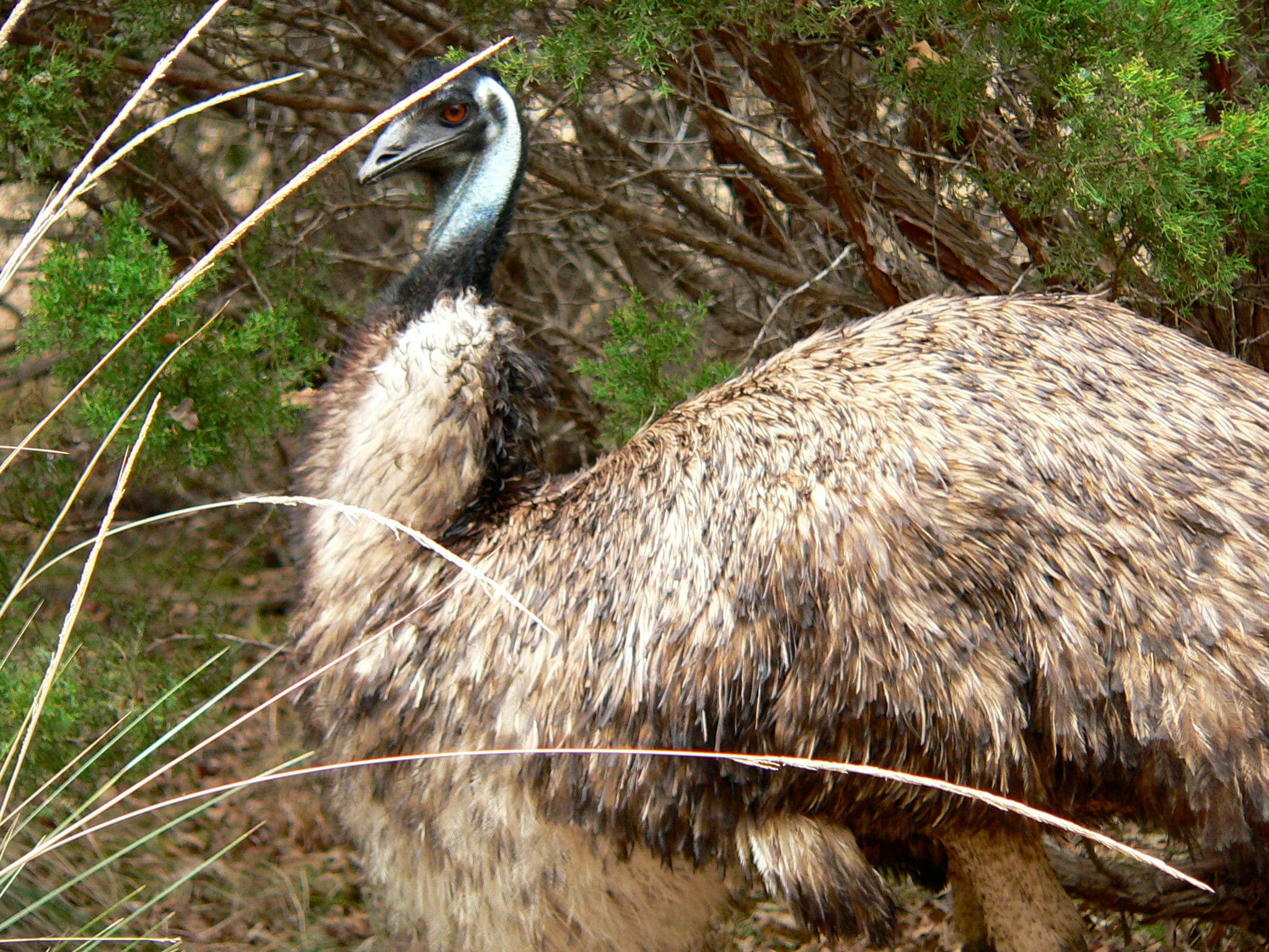 Emu