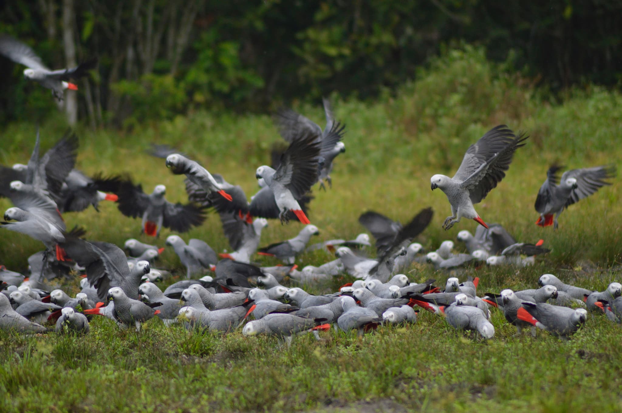 African Grey Parrot photo