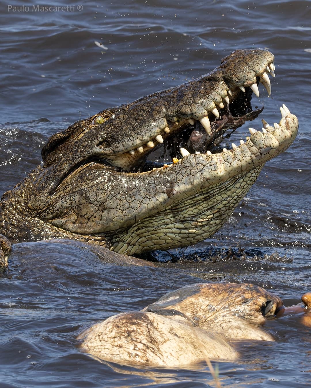 Nile Crocodile — photograph 3