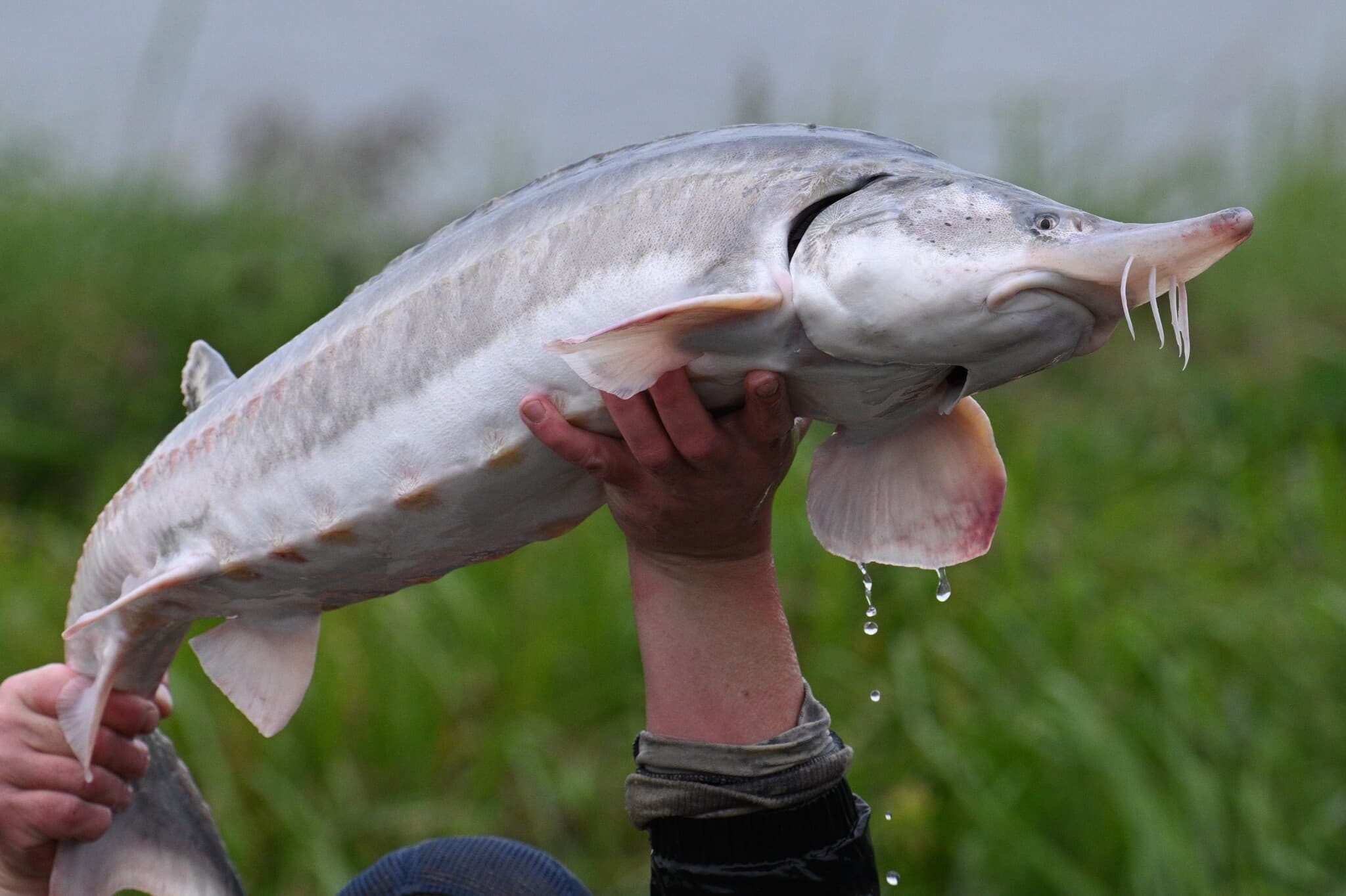 Beluga Sturgeon photo