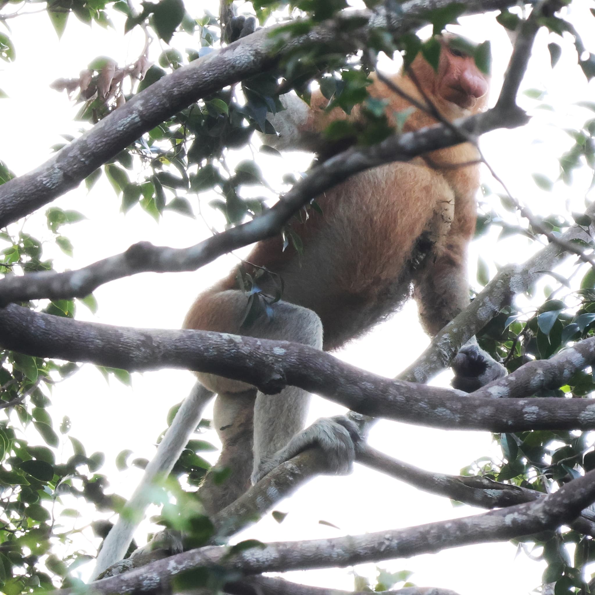Proboscis Monkey — photograph 3