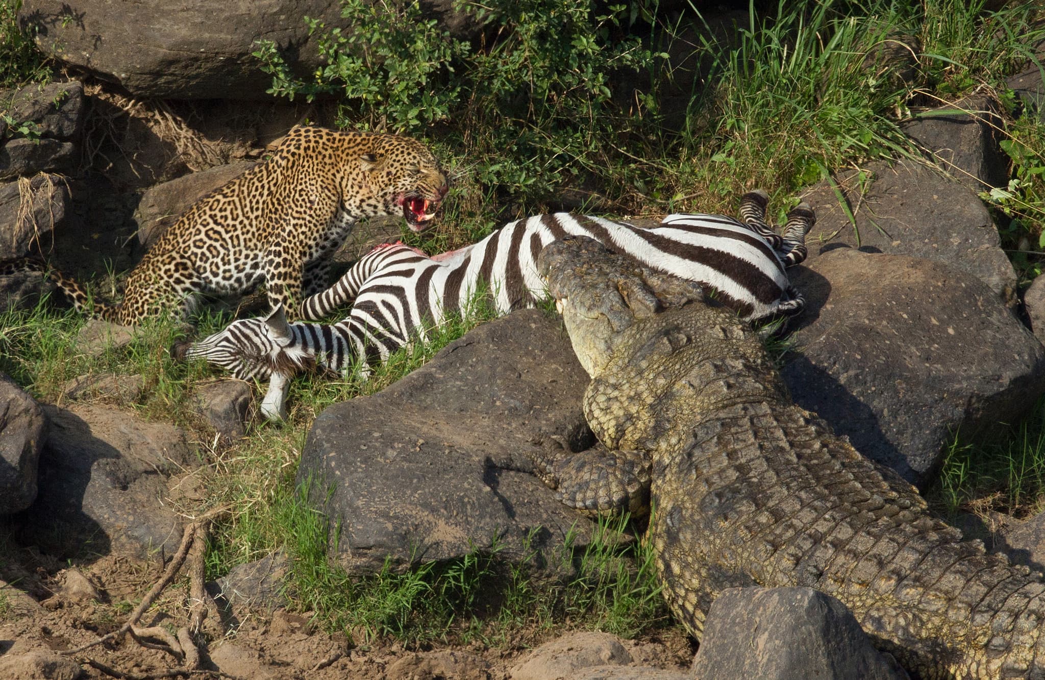 Leopard — photograph 3