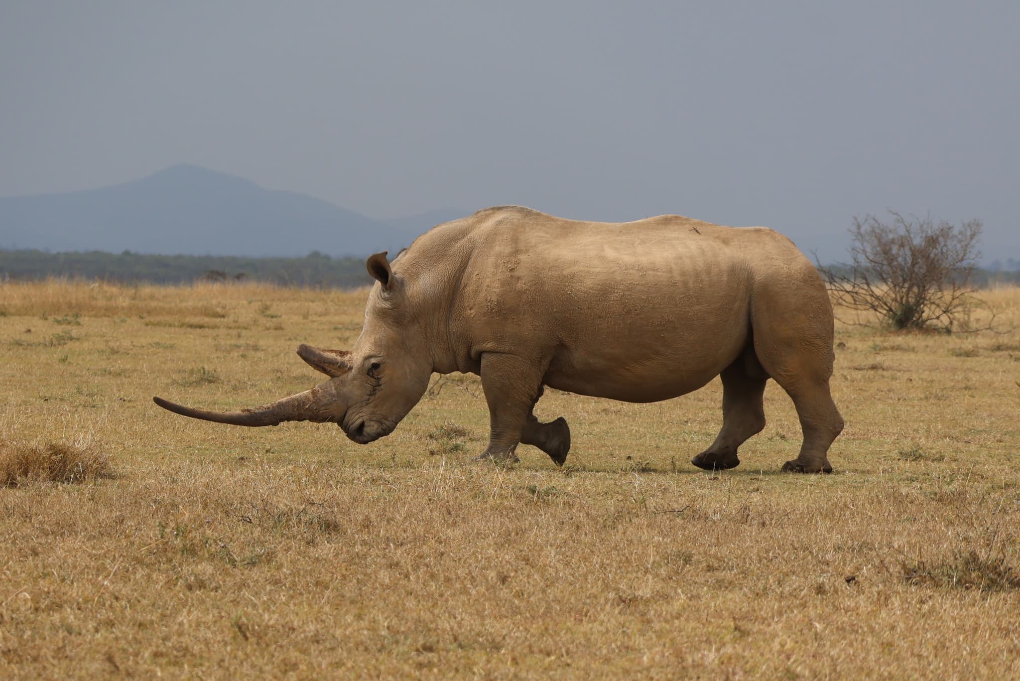 White Rhinoceros — photograph 3