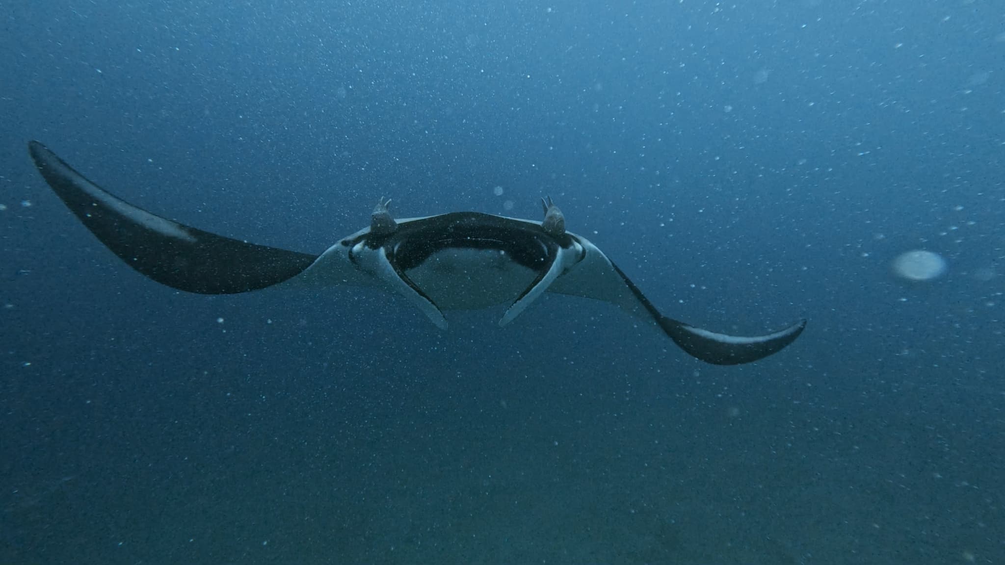 Giant Oceanic Manta Ray photo