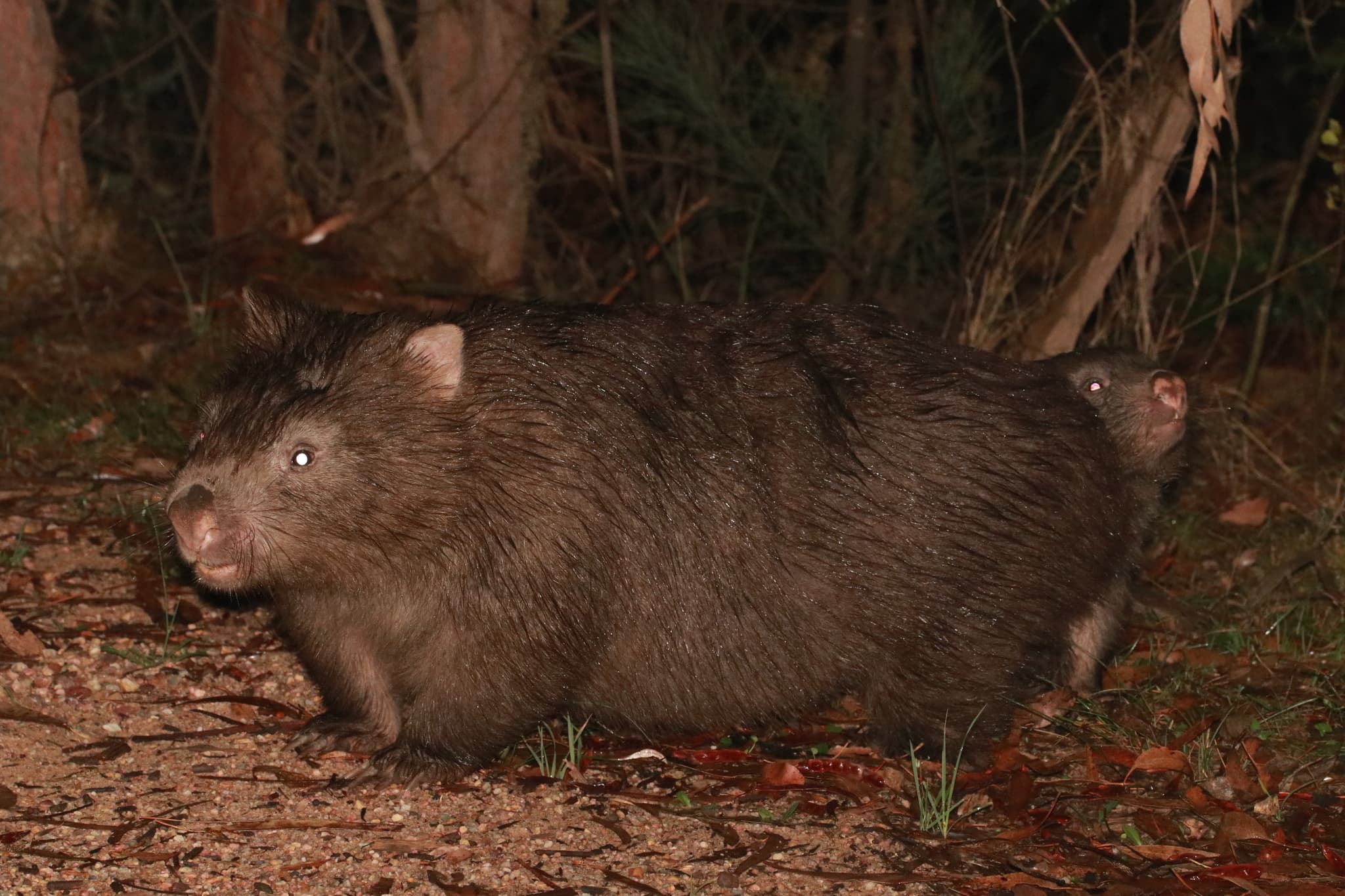 Common Wombat photo