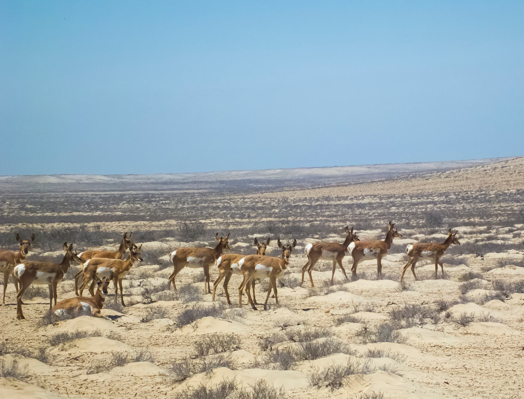 Pronghorn — photograph 3