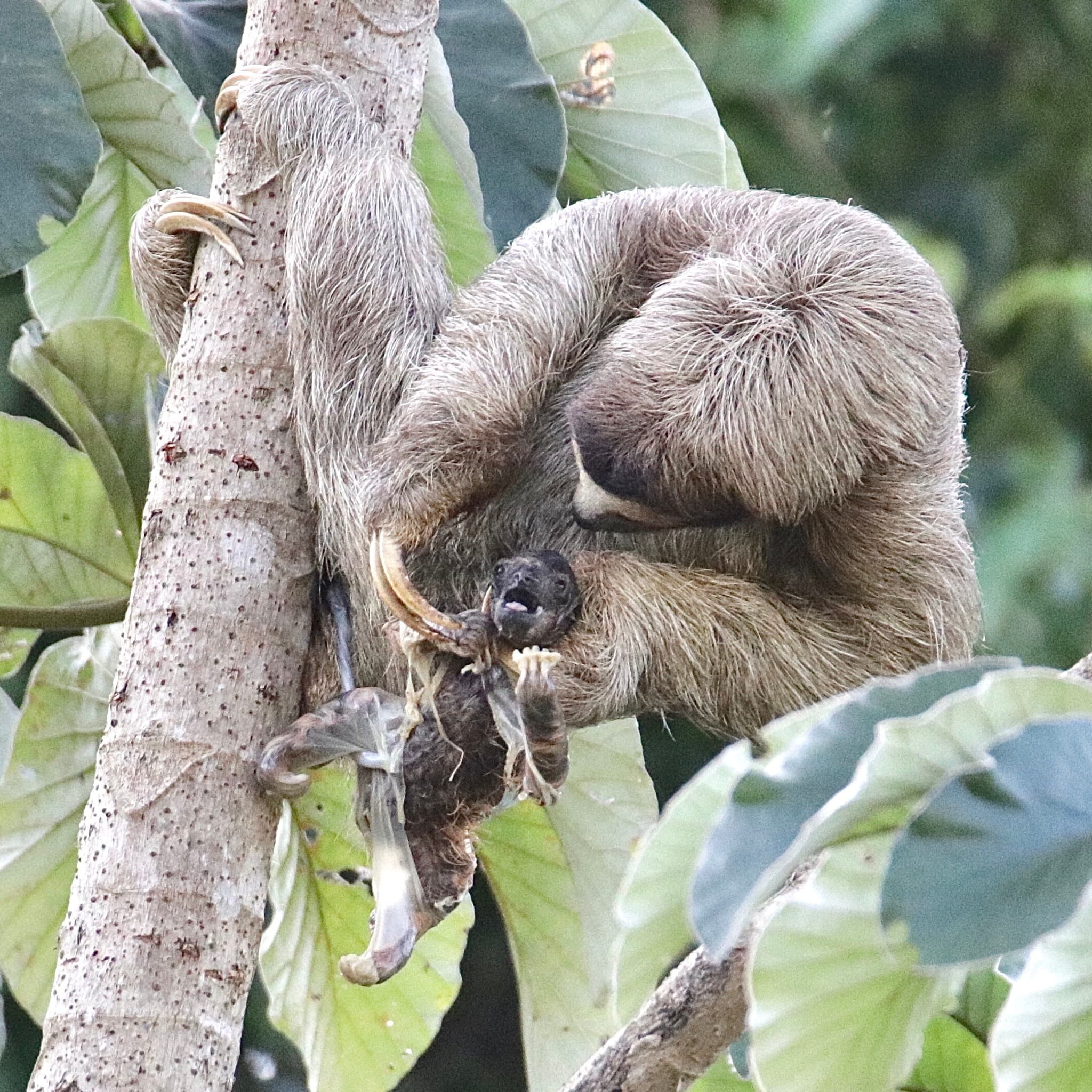 Brown-Throated Sloth photo