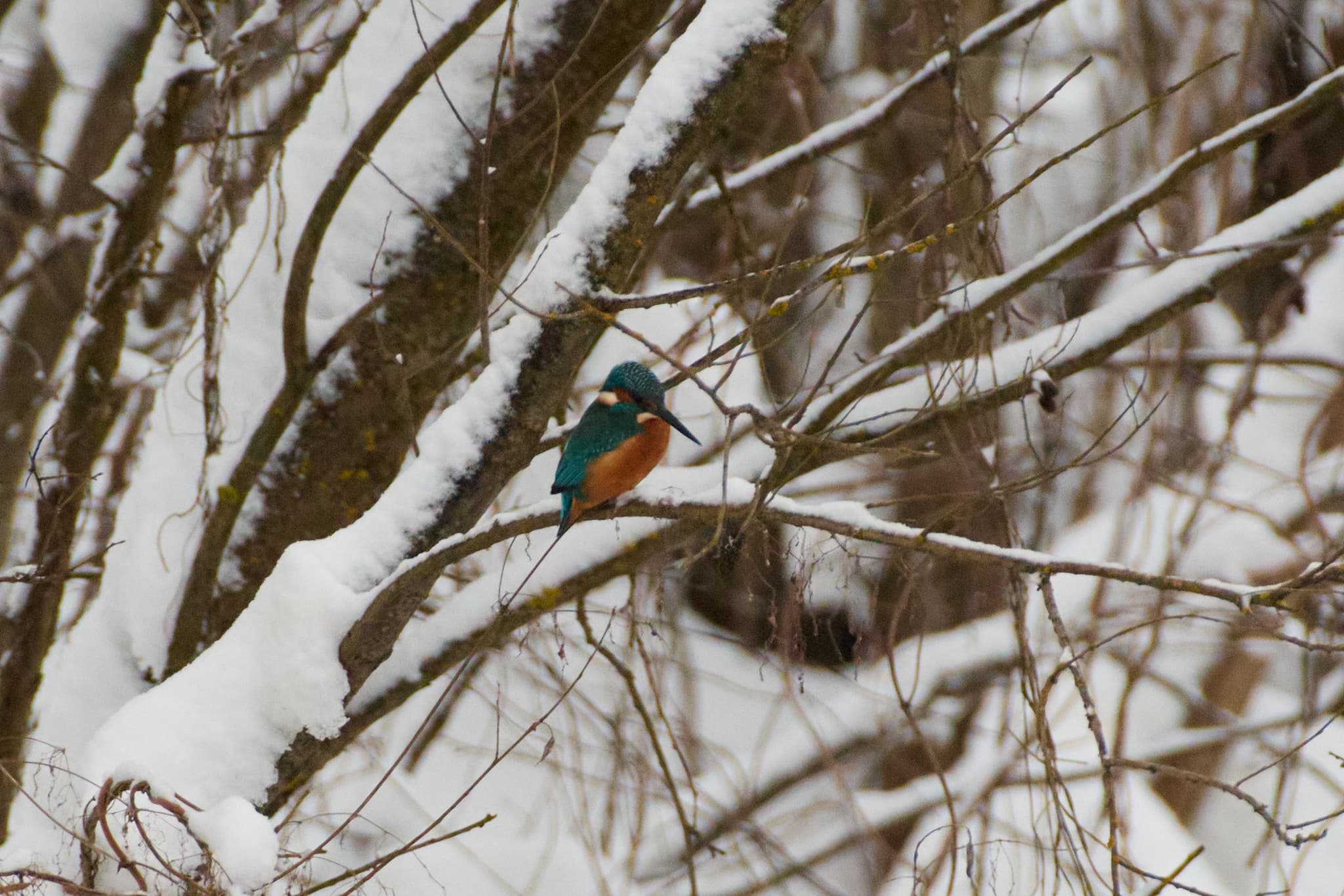 Common Kingfisher — photograph 3