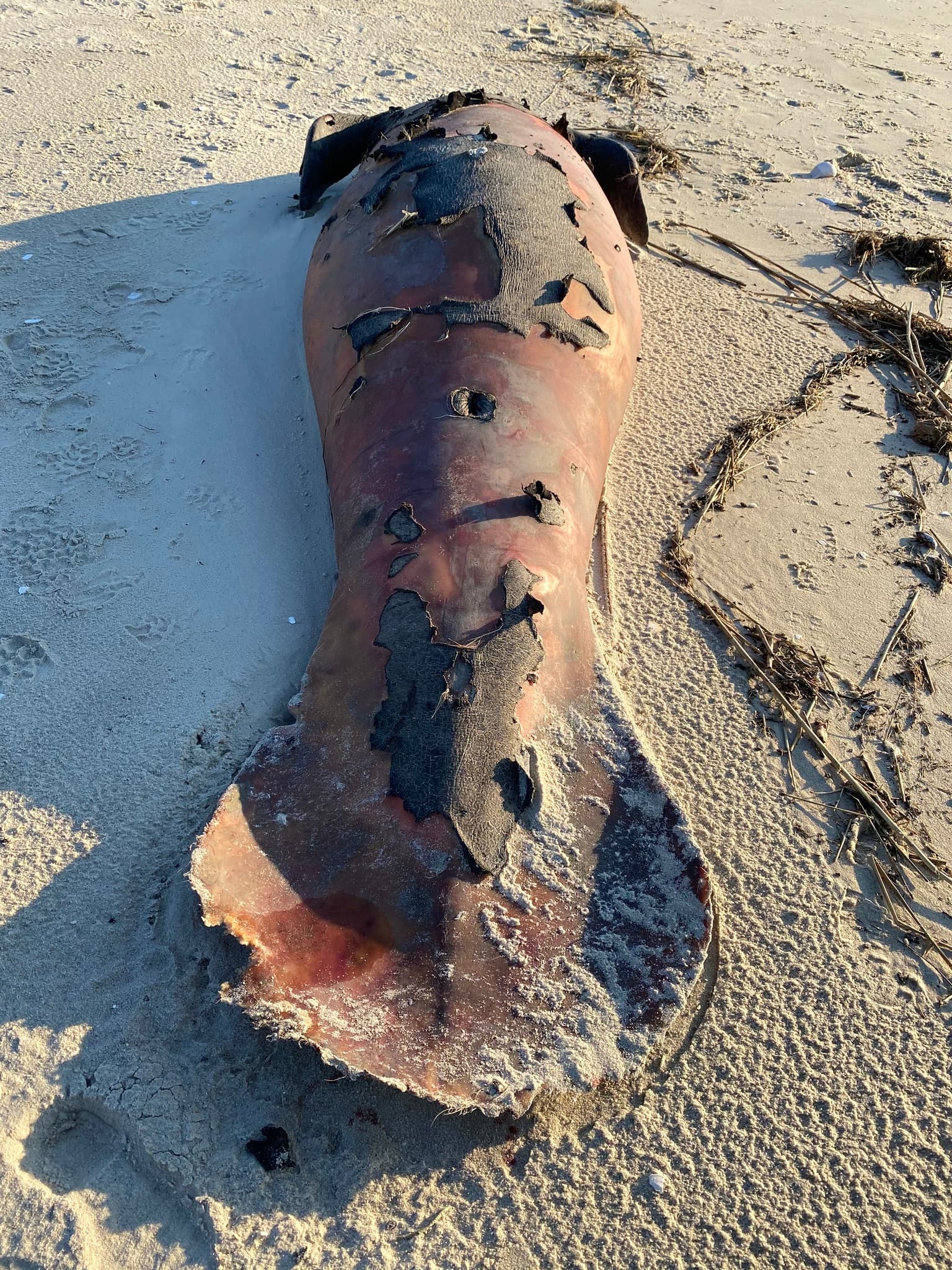 West Indian Manatee — photograph 2