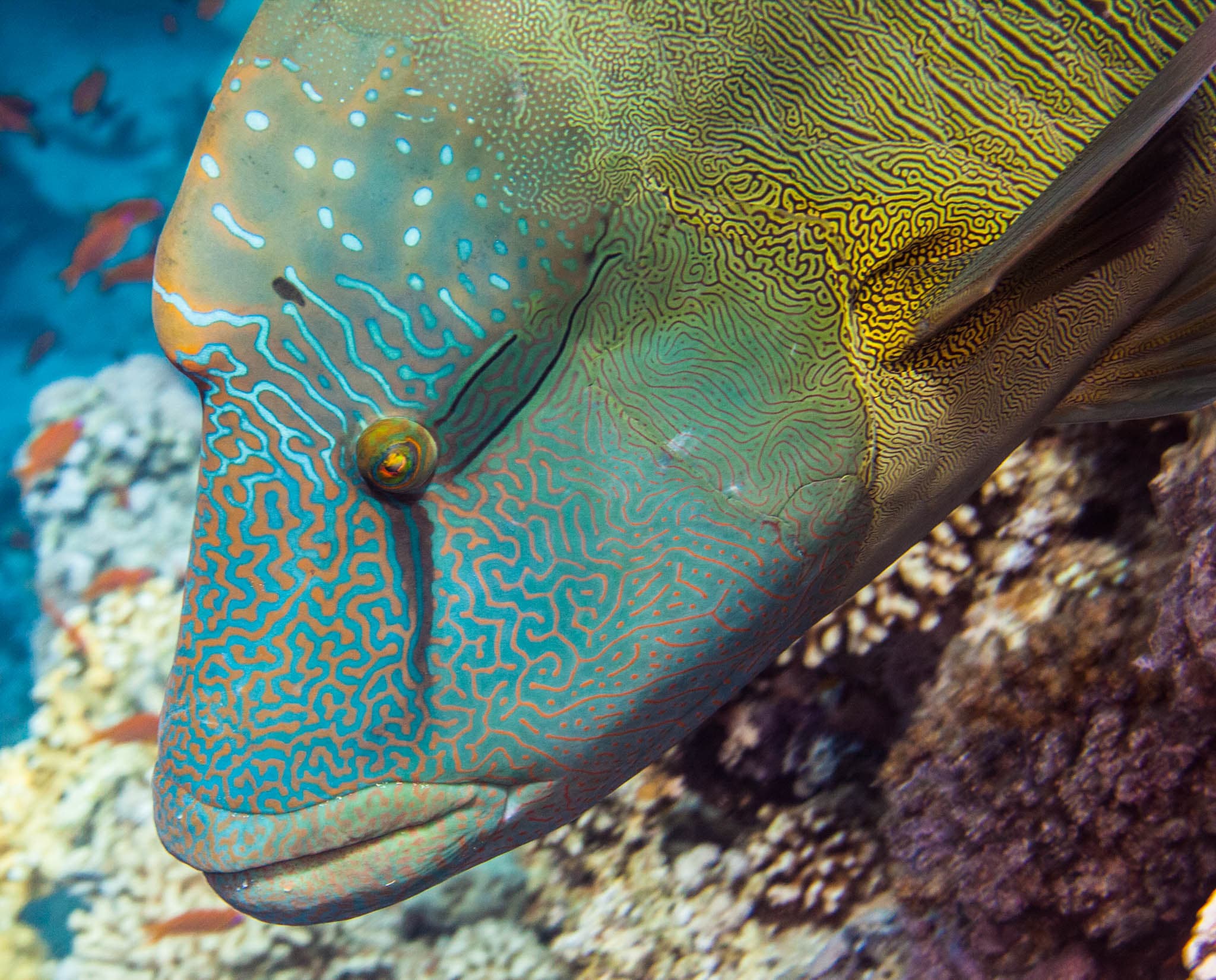 Humphead Wrasse — photograph 3