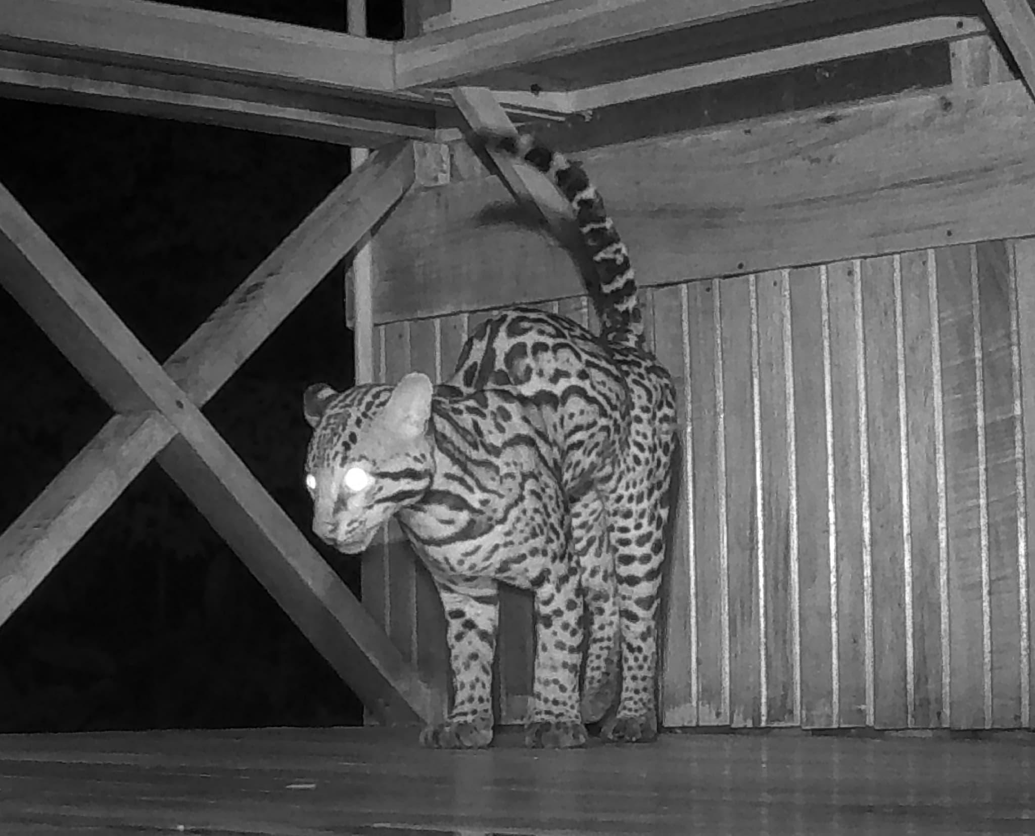 Ocelot — photograph 3