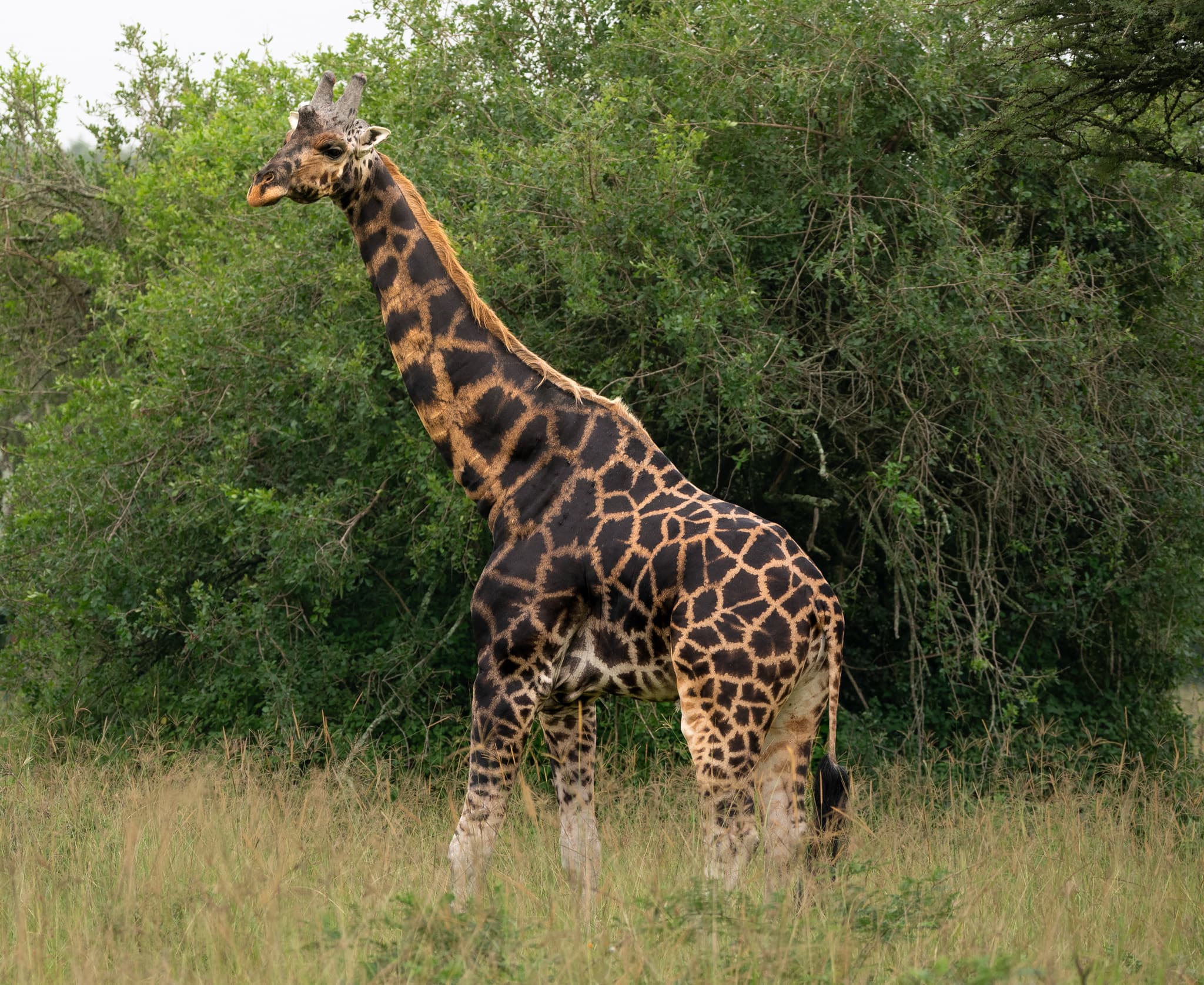 Giraffe — photograph 3
