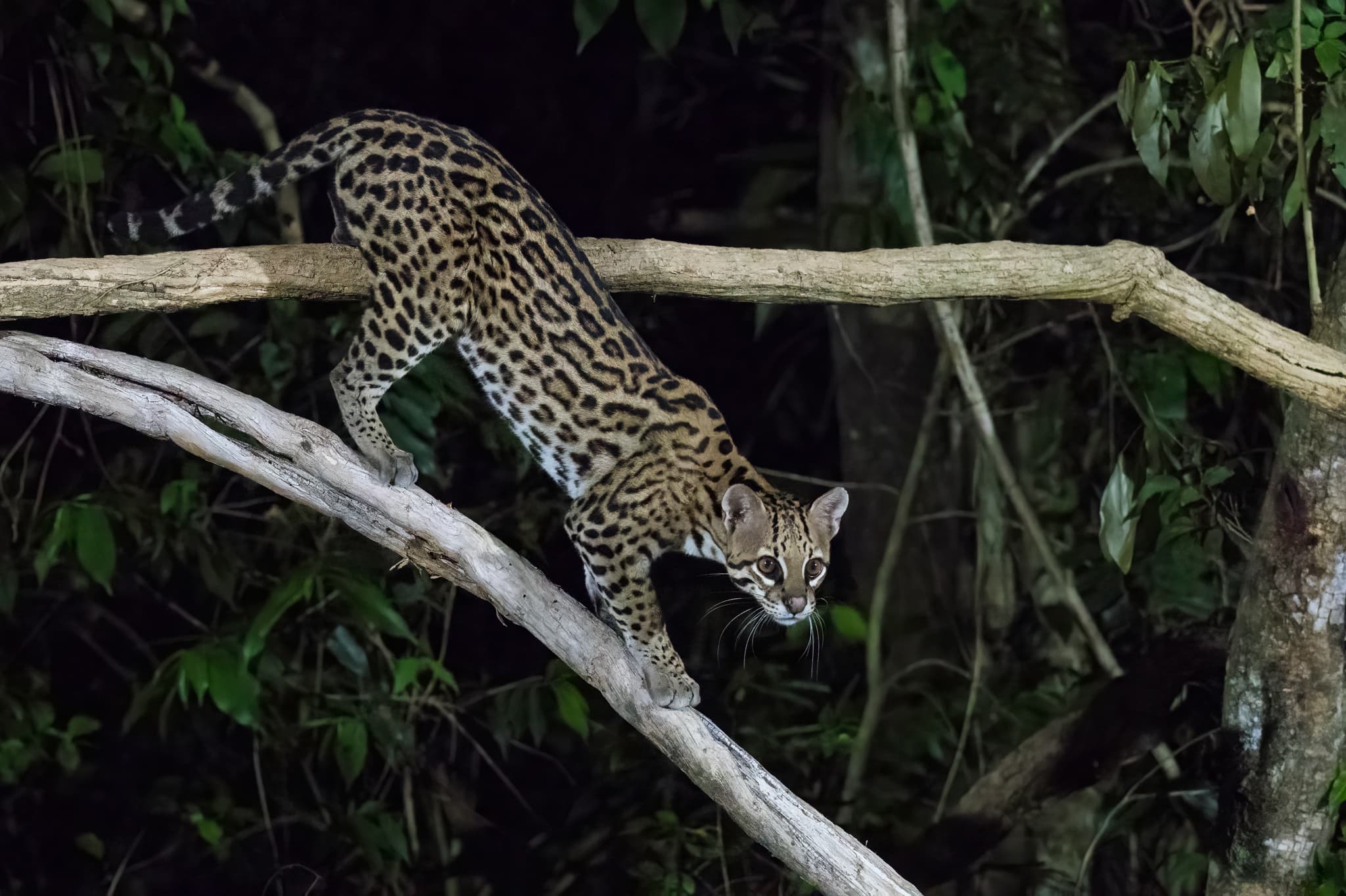 Ocelot