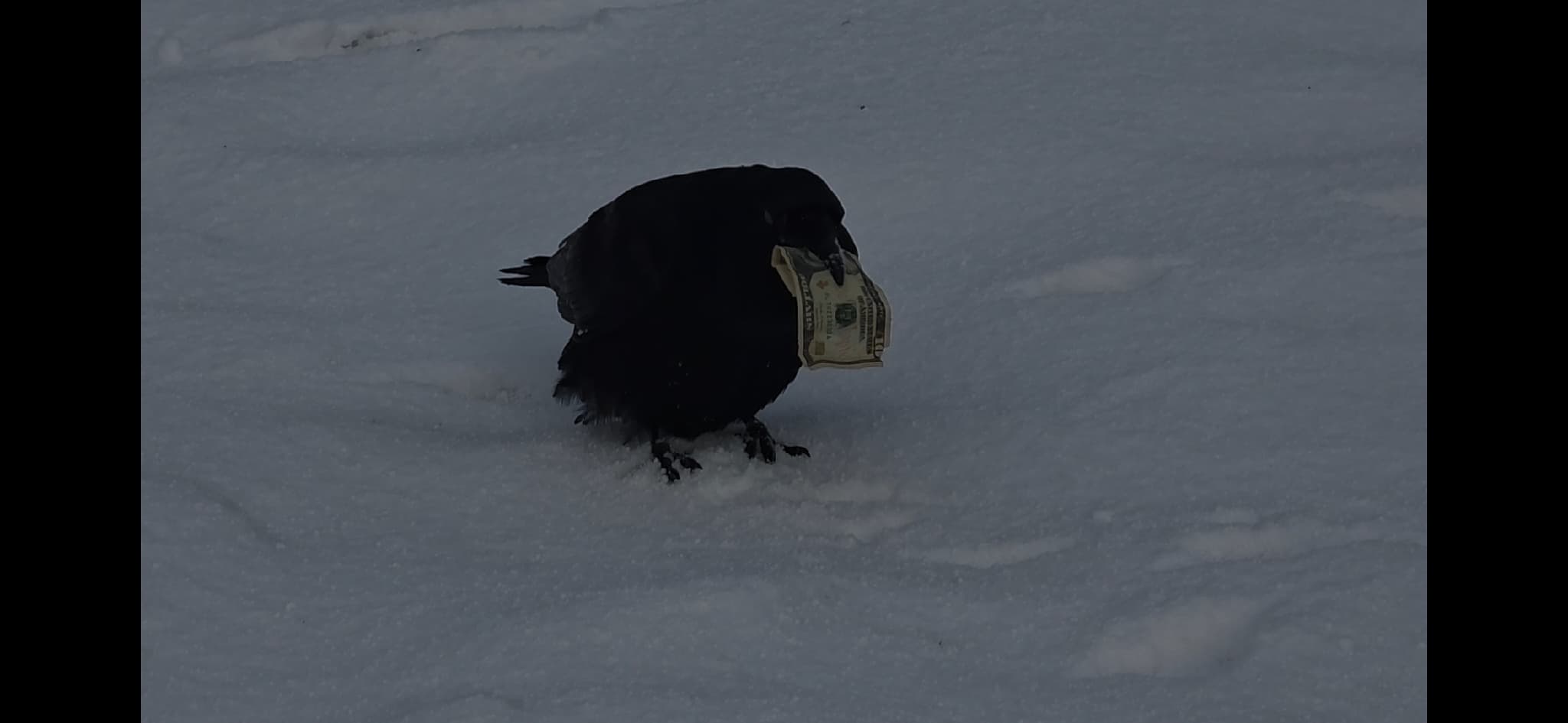Common Raven — photograph 2