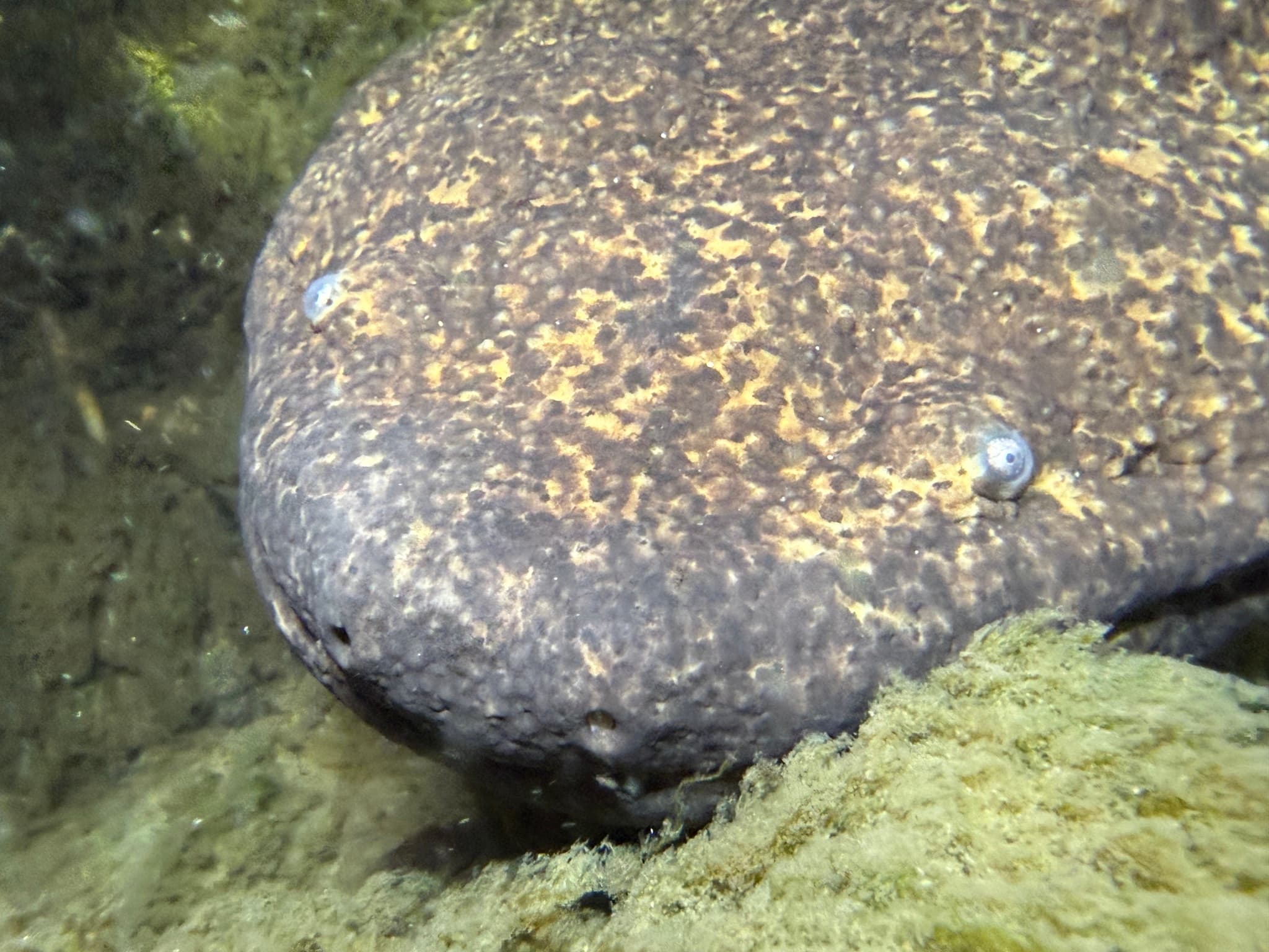 Japanese Giant Salamander — photograph 3