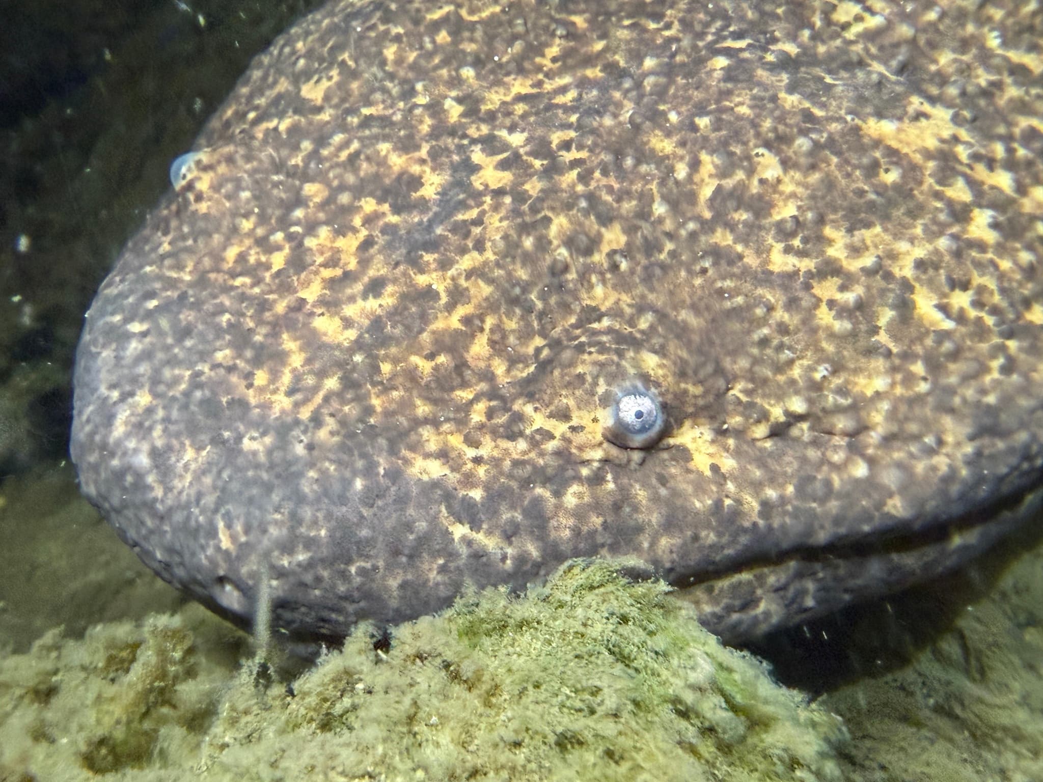 Japanese Giant Salamander — photograph 2