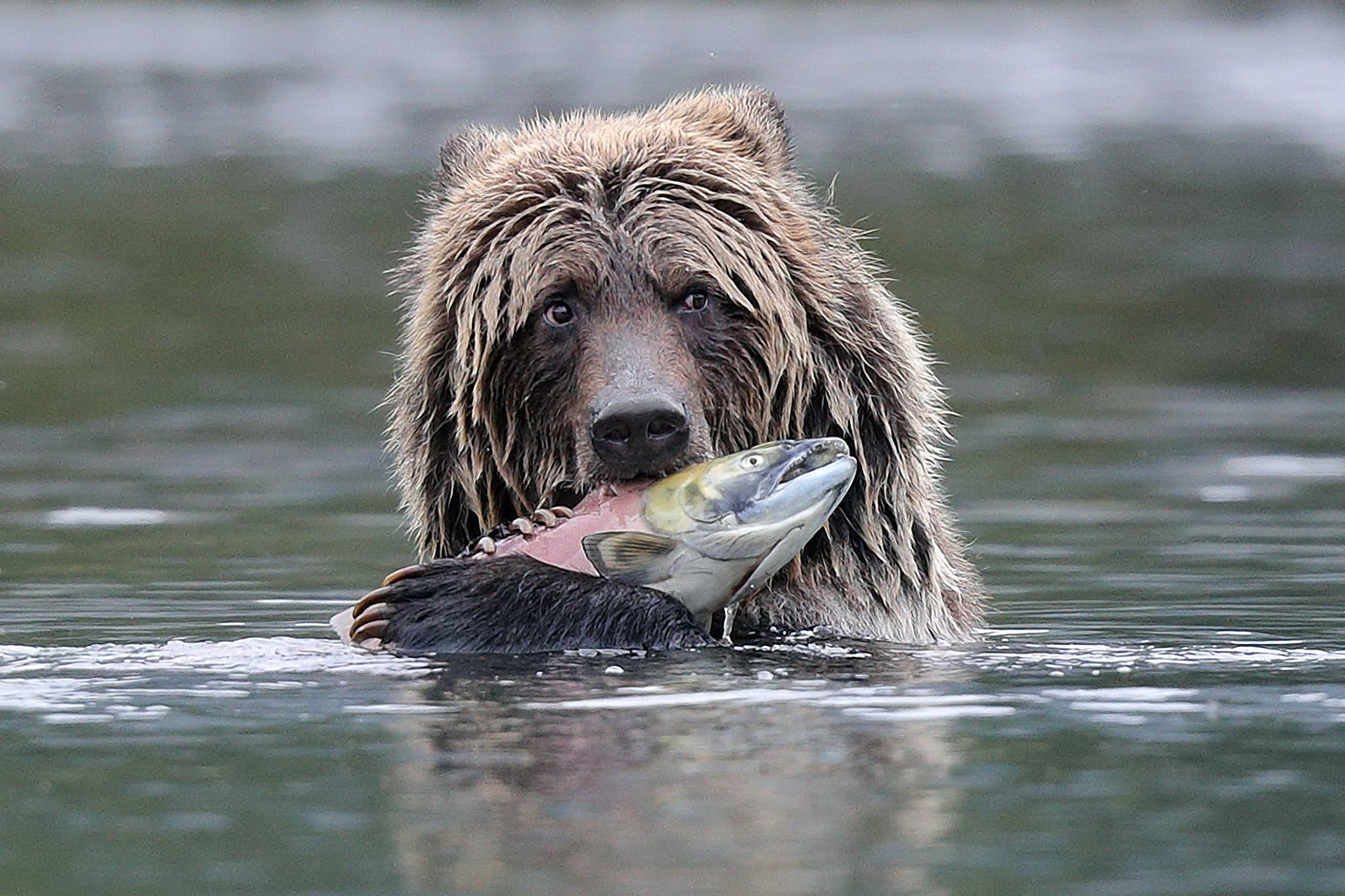 Brown Bear — photograph 3