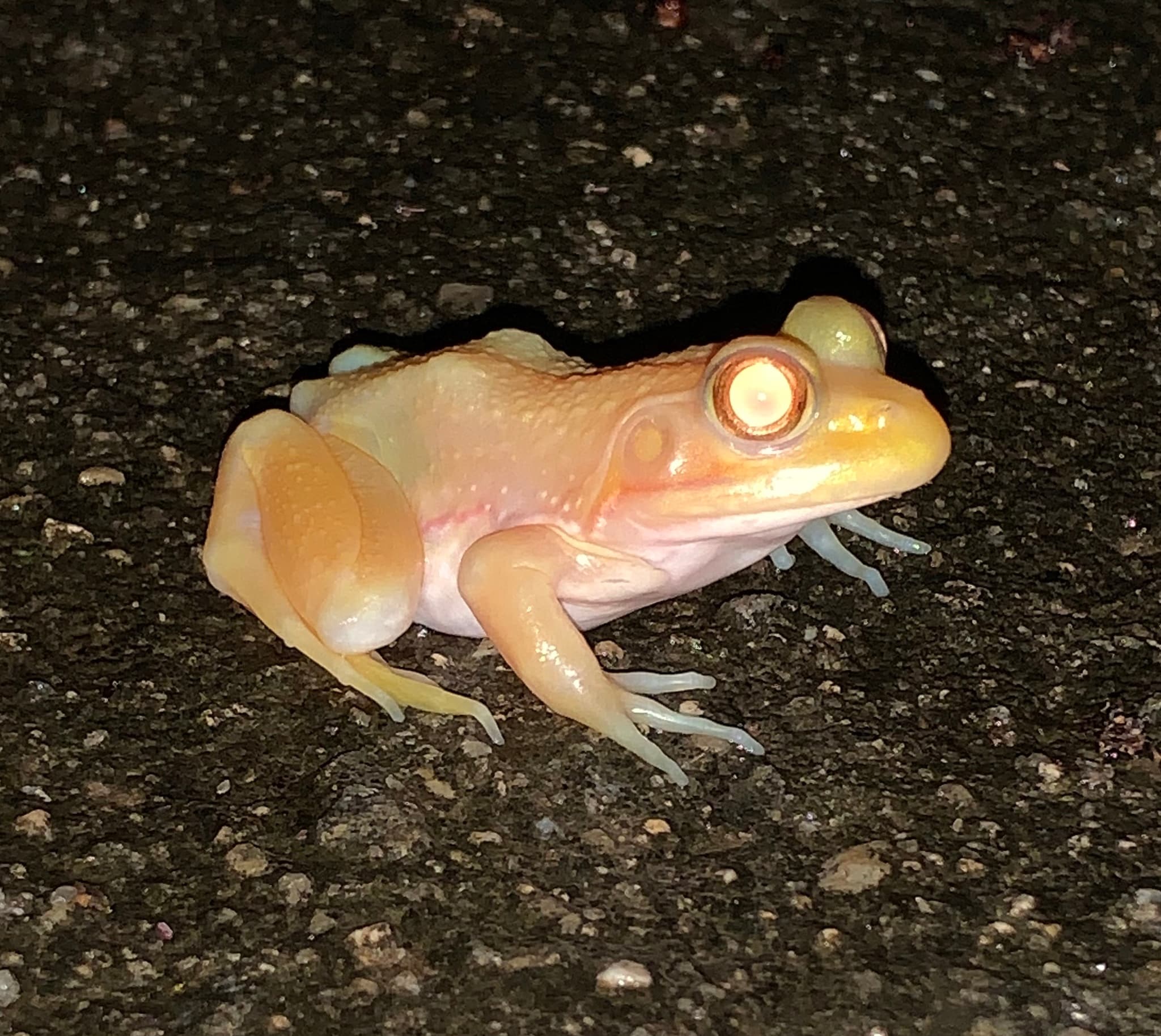 American Bullfrog photo