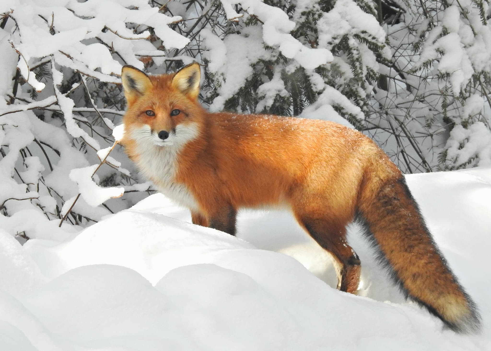 Red Fox — photograph 2