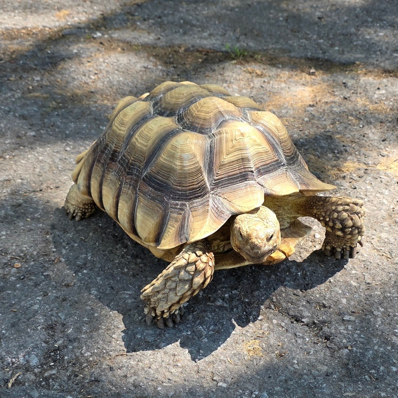 African Spurred Tortoise — photograph 3