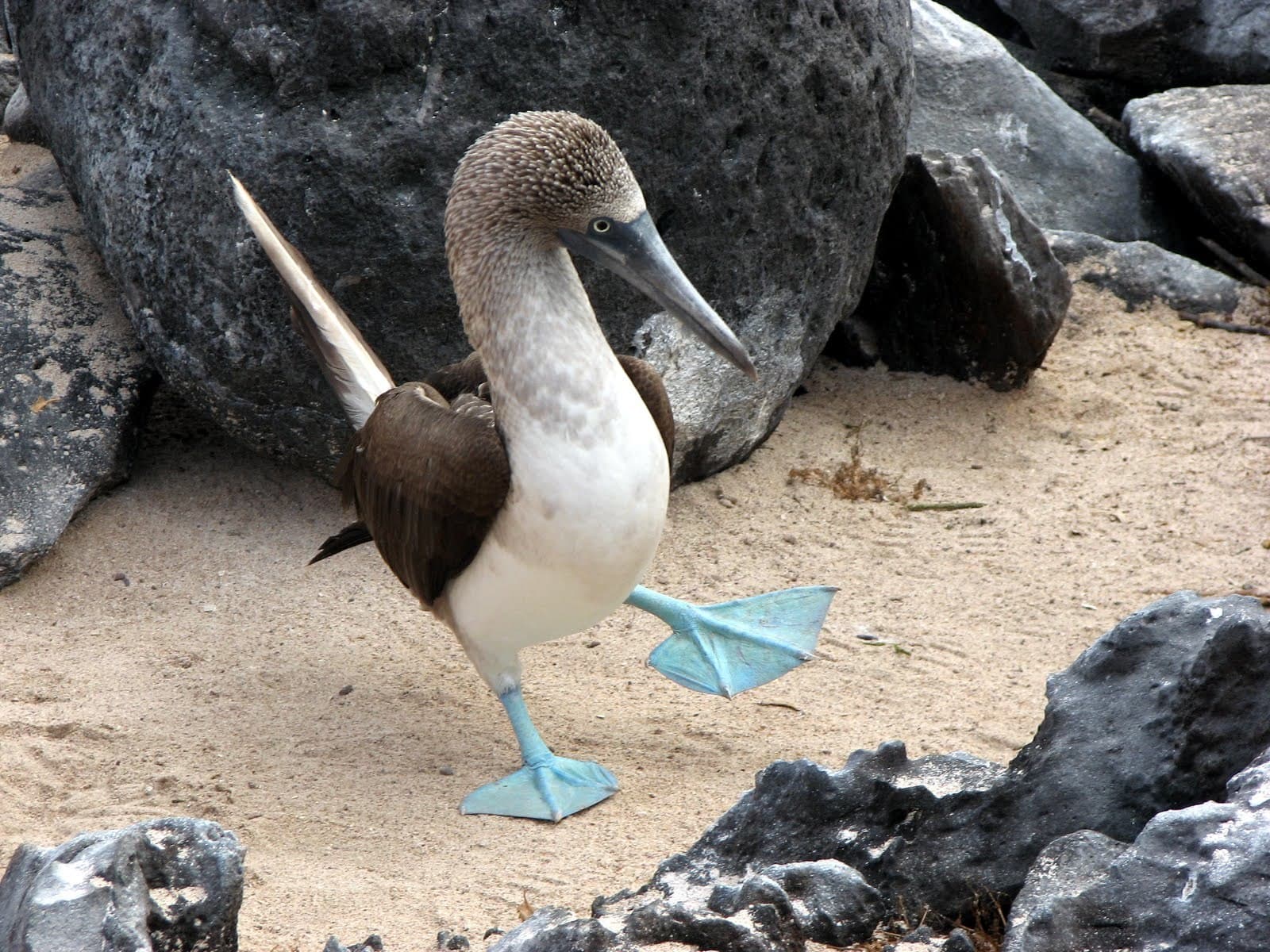 Blue-Footed Booby — photograph 2