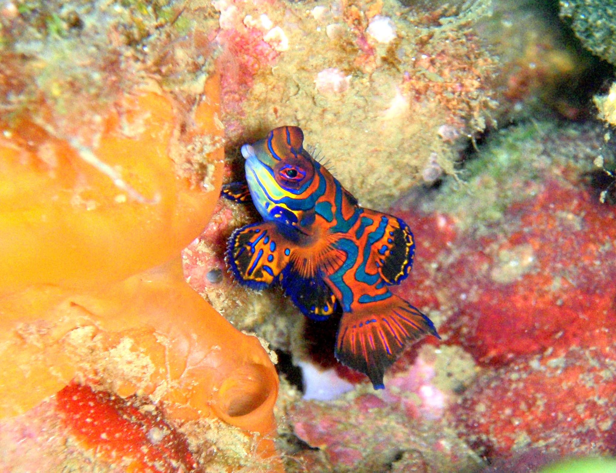Mandarinfish — photograph 3