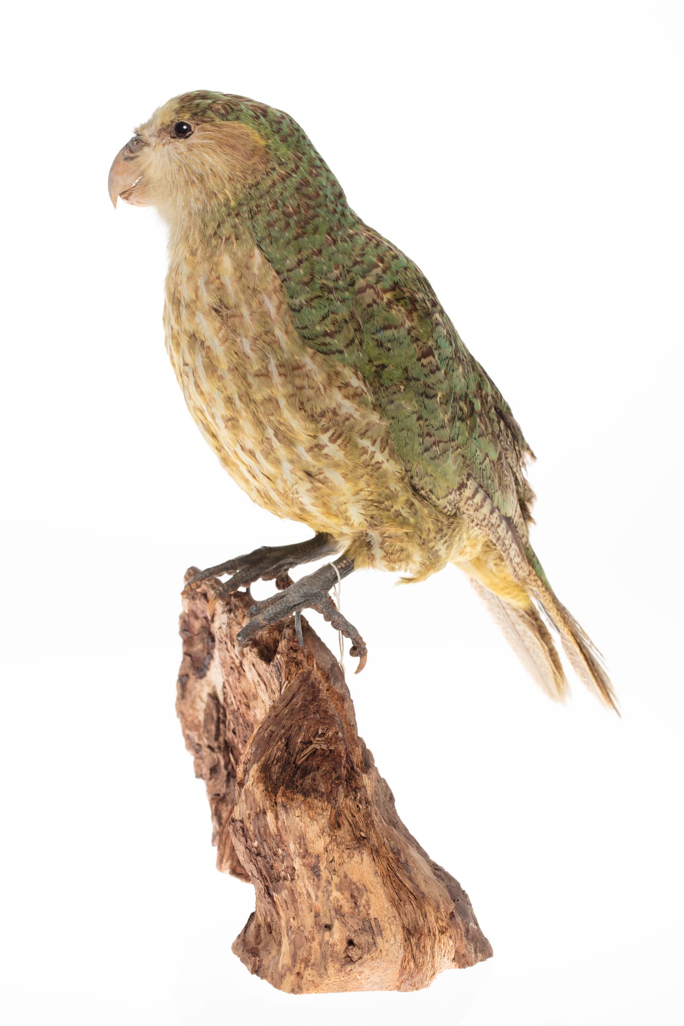 Kakapo — photograph 3